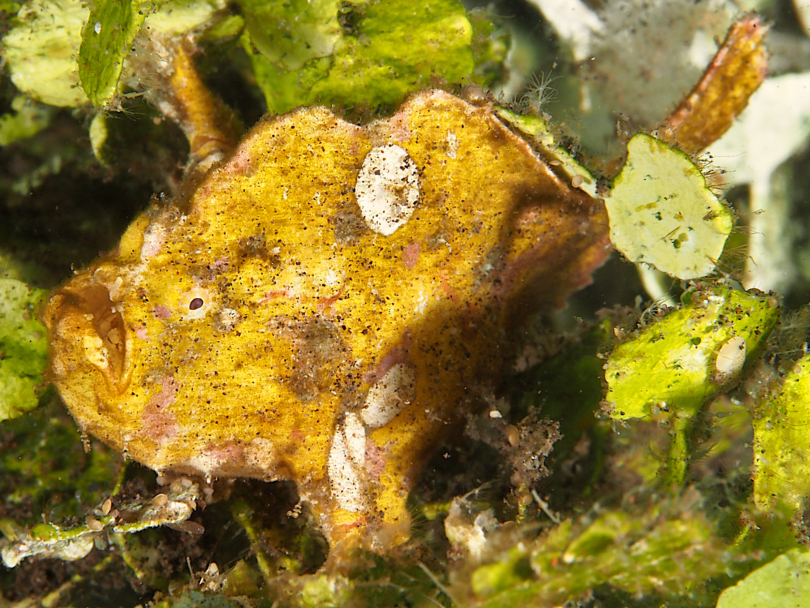 Randall's Frogfish - Antennarius randalli