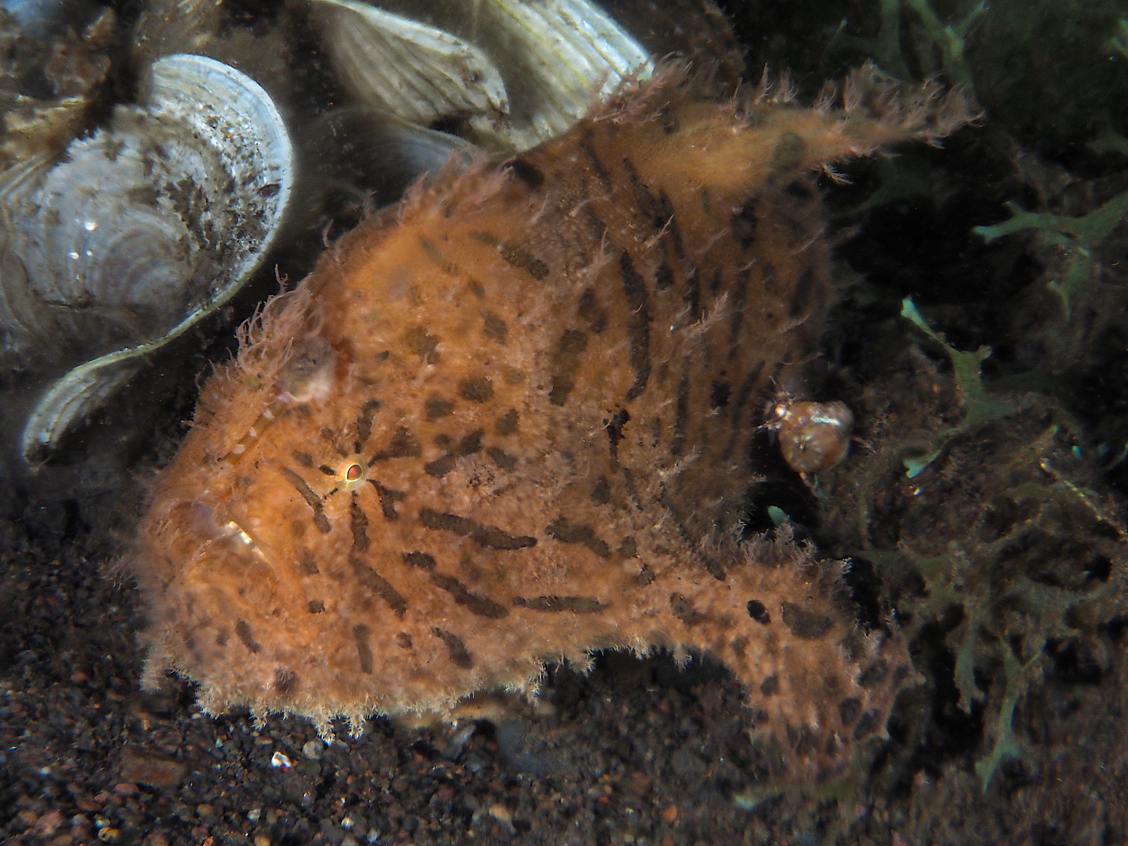 Striated Frogfish - Antennarius striatus