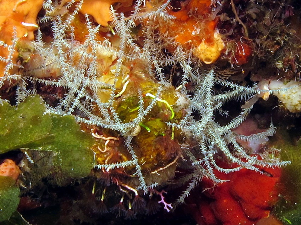 Hair Net Black Coral - Antipathes lenta - Cozumel, Mexico