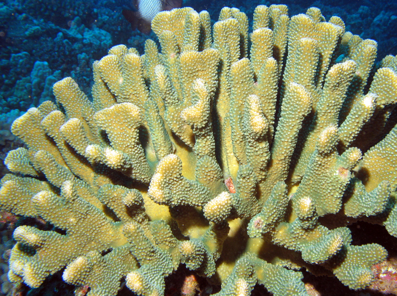 Antler Coral - Pocillopora eydouxi