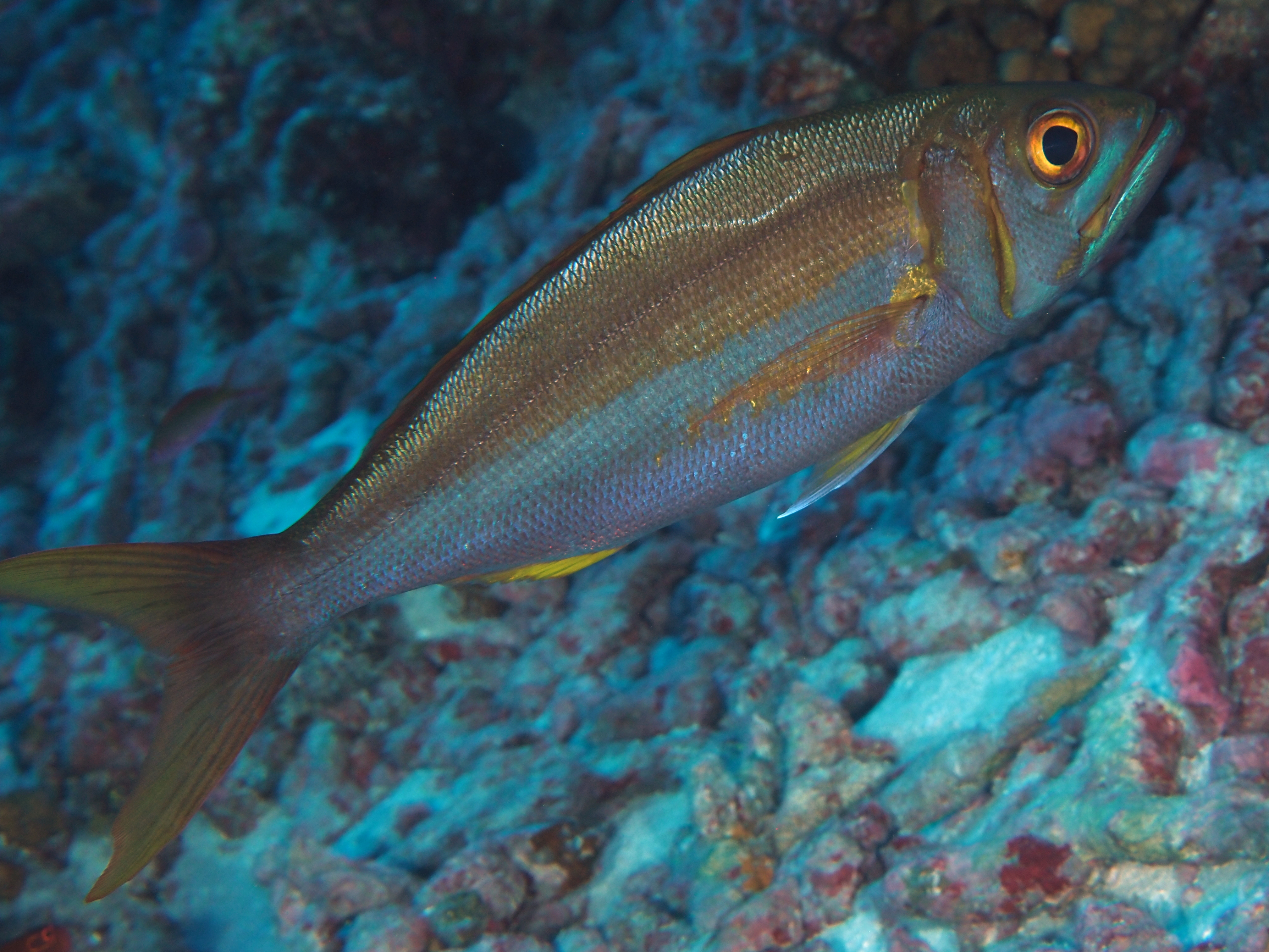 Smalltoothed Jobfish - Aphareus furca