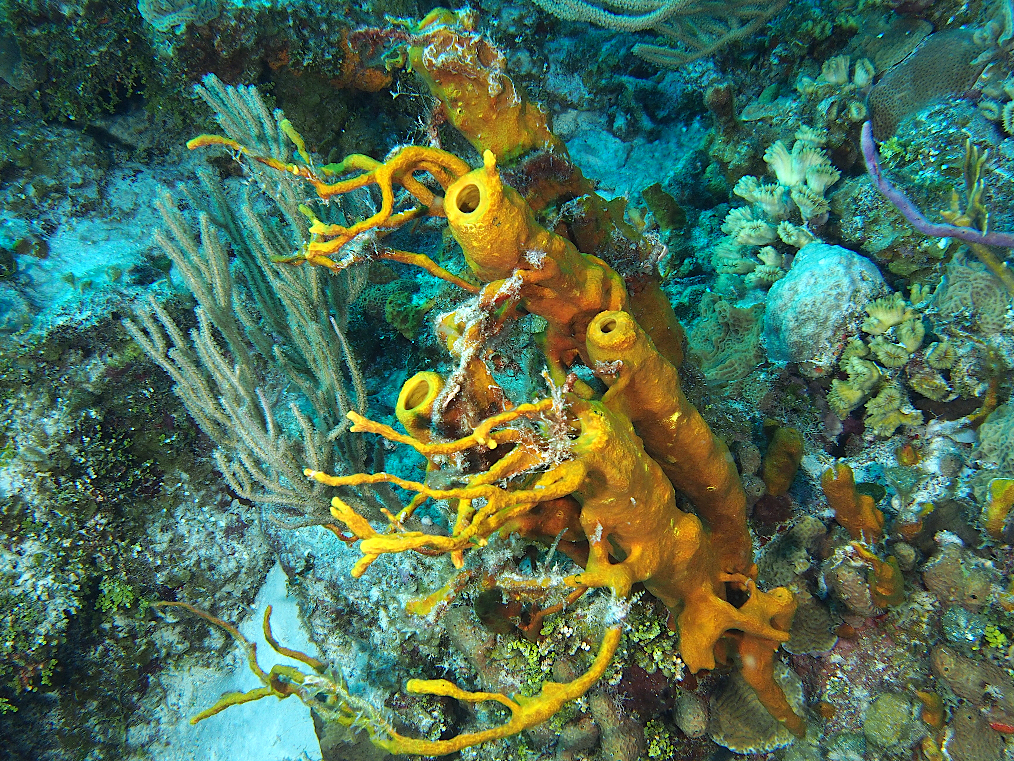 Branchlet Sponge - Aplysina insularis - Cozumel, Mexico