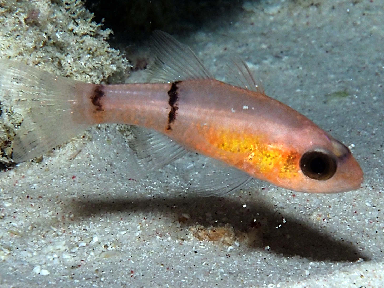 Barred Cardinalfish - Apogon binotatus