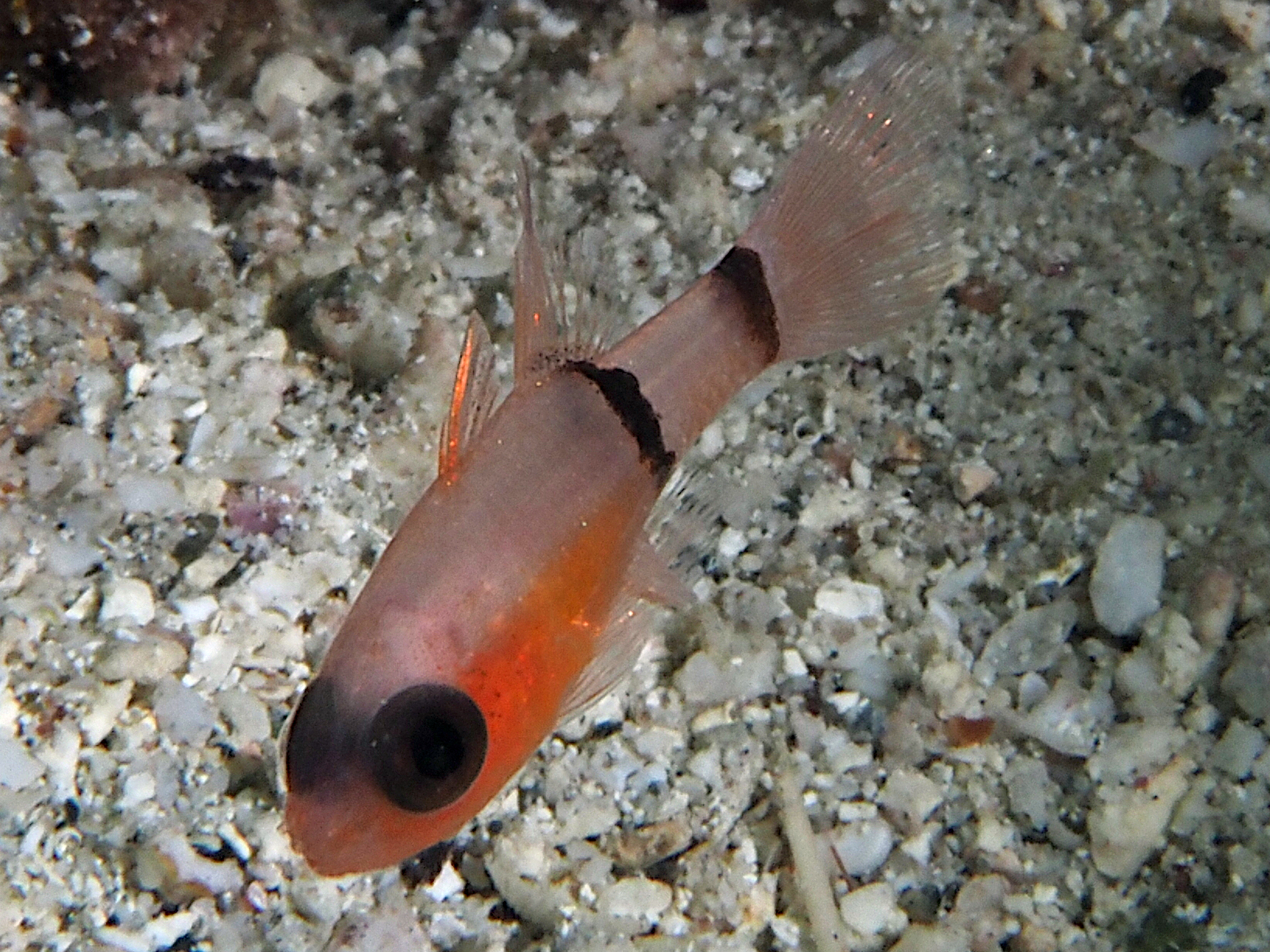 Barred Cardinalfish - Apogon binotatus