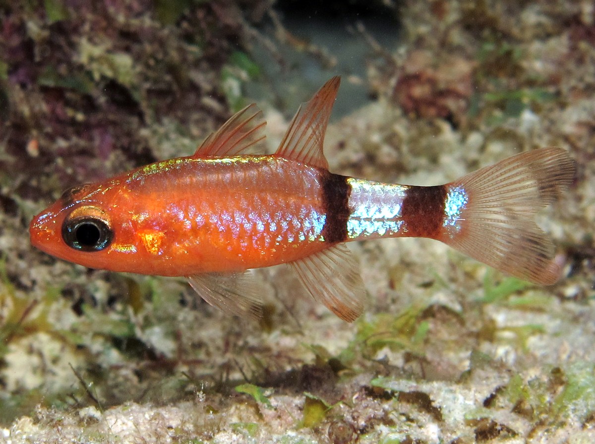 Roughlip Cardinalfish - Apogon robinsi - Bonaire