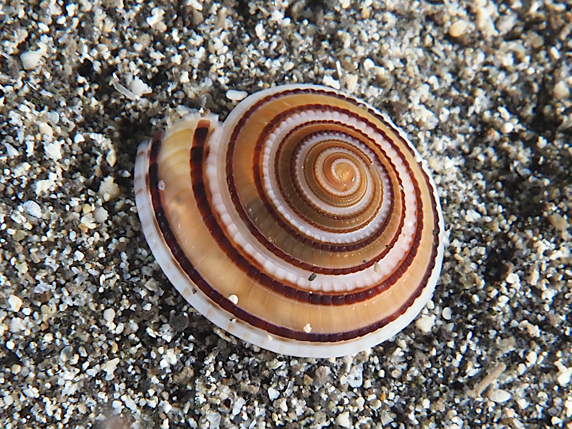 Modest Sundial - Architectonica modesta - Komodo, Indonesia