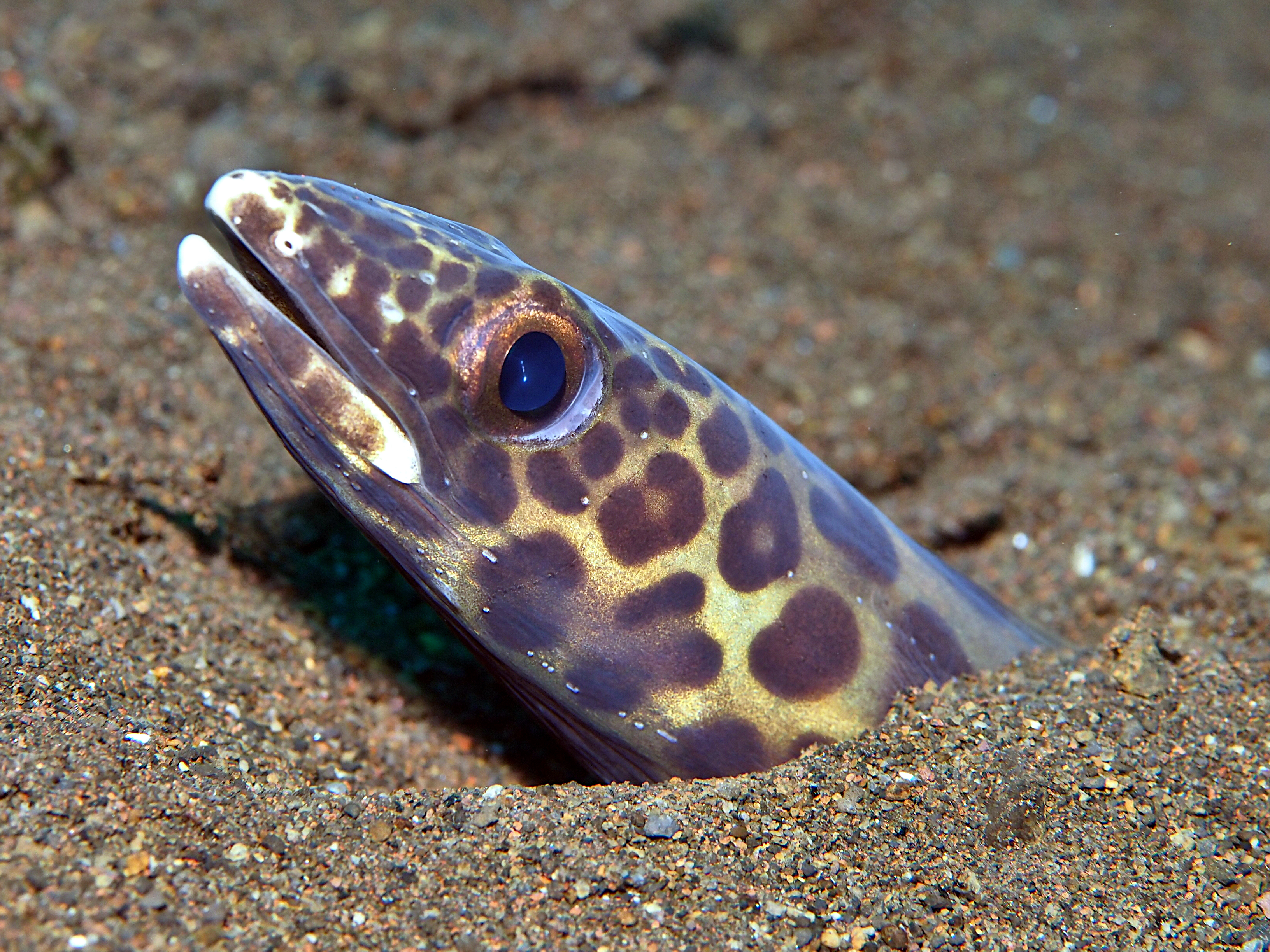 Barred Sand Conger - Ariosoma fasciatum