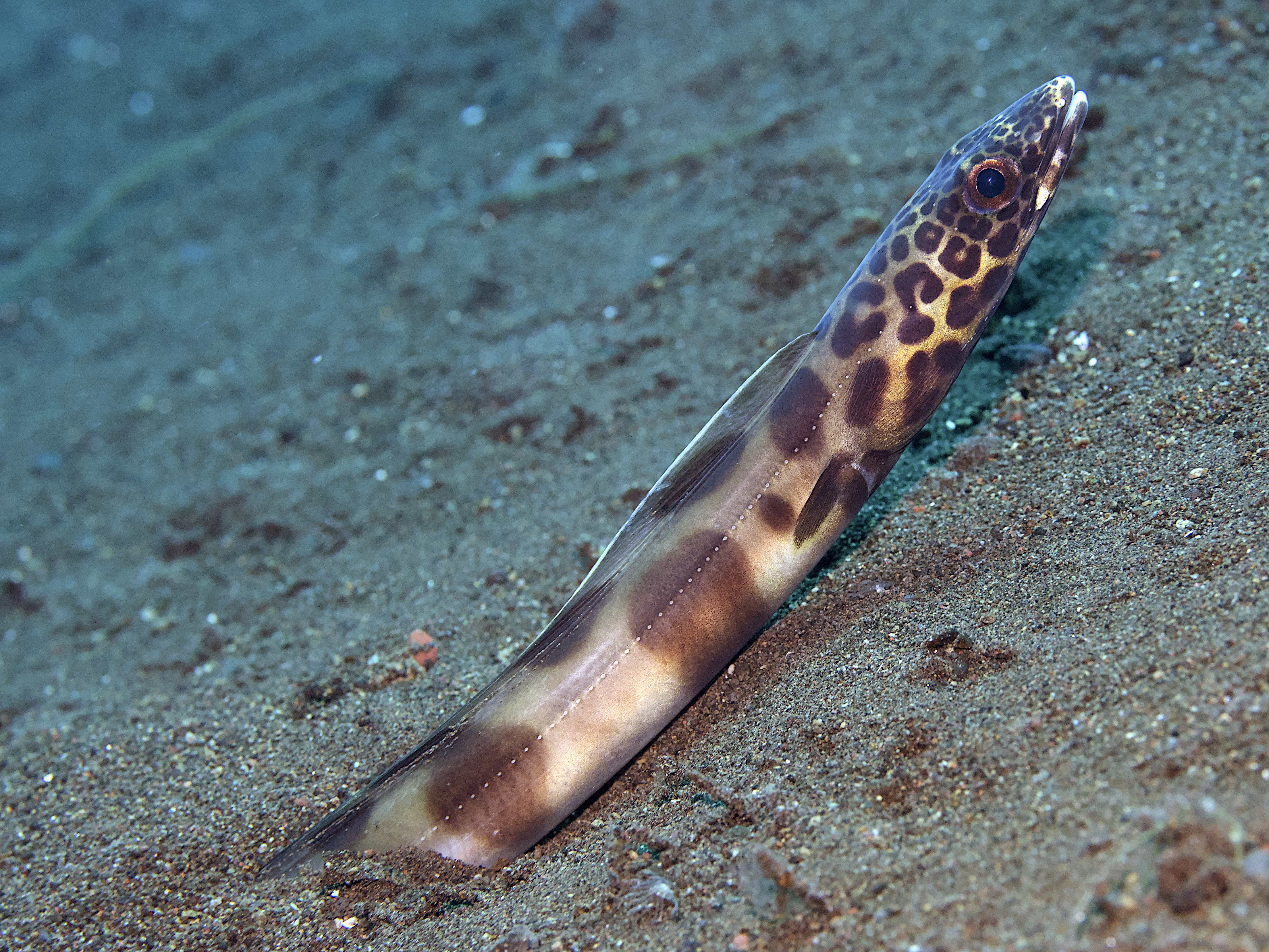 Barred Sand Conger - Ariosoma fasciatum