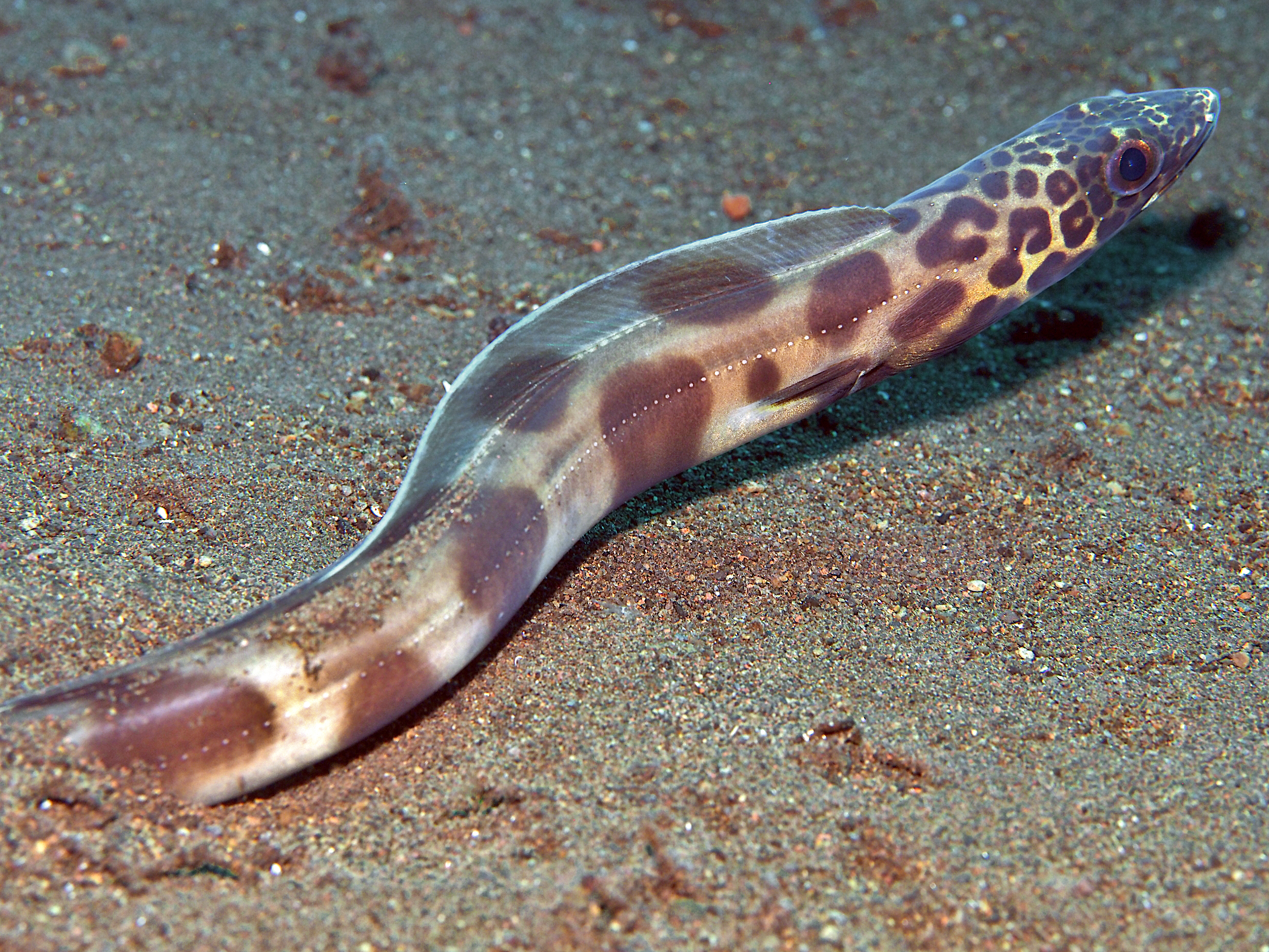 Barred Sand Conger - Ariosoma fasciatum