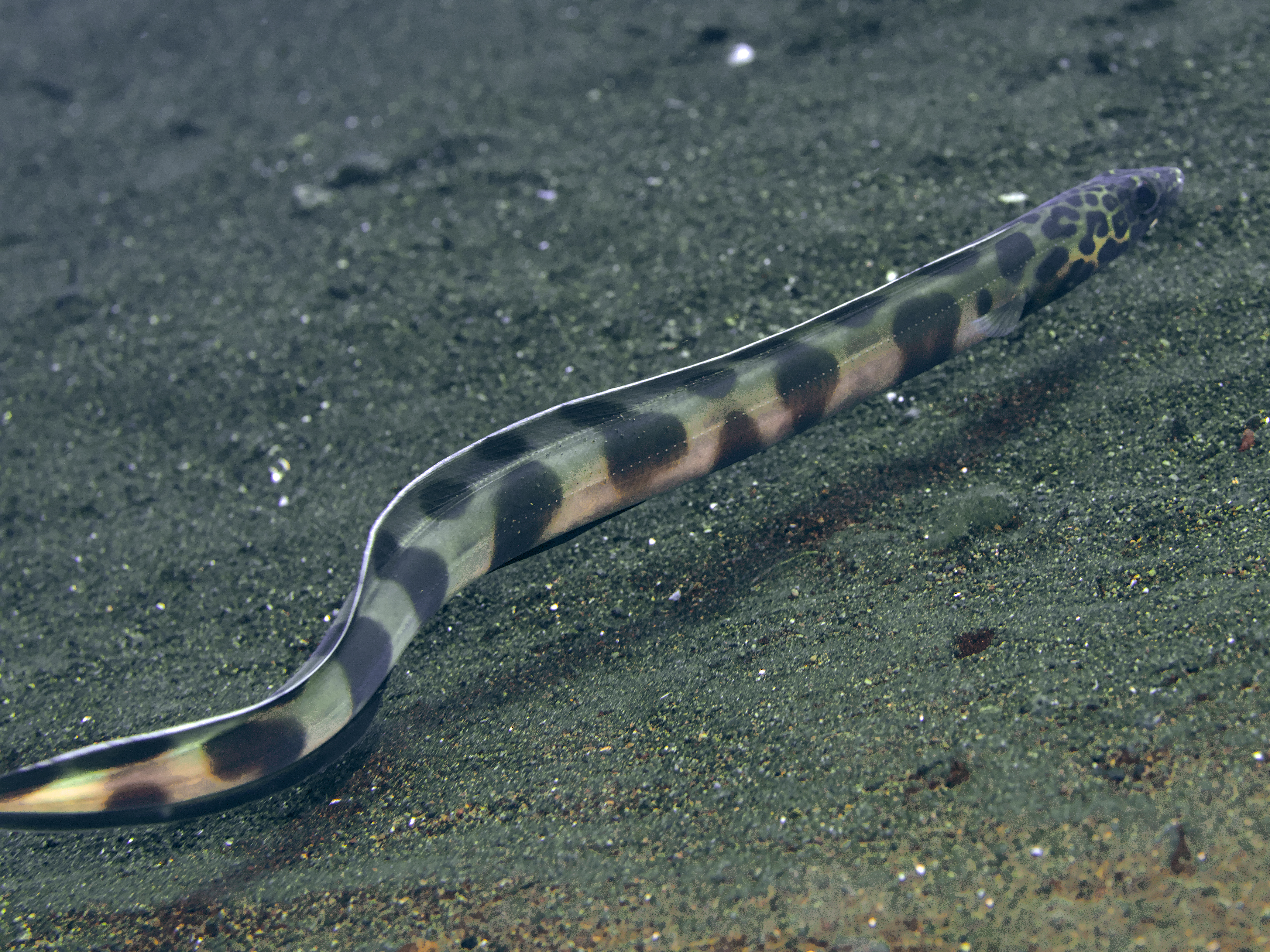 Barred Sand Conger - Ariosoma fasciatum