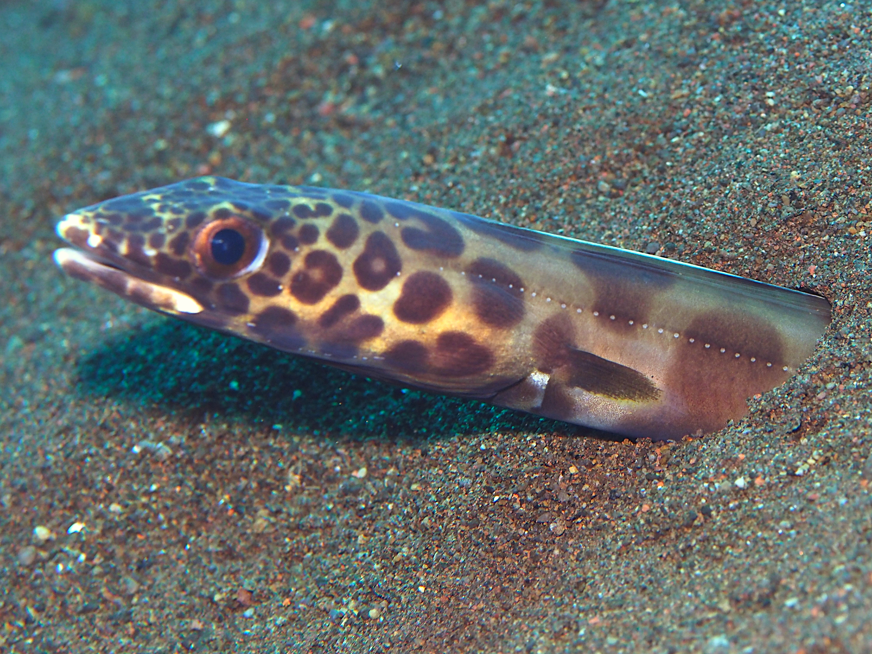 Barred Sand Conger - Ariosoma fasciatum