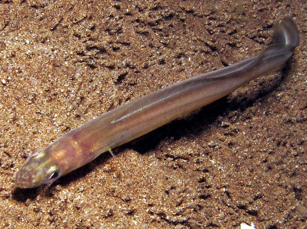 Scheele's Conger Eel - Ariosoma scheelei
