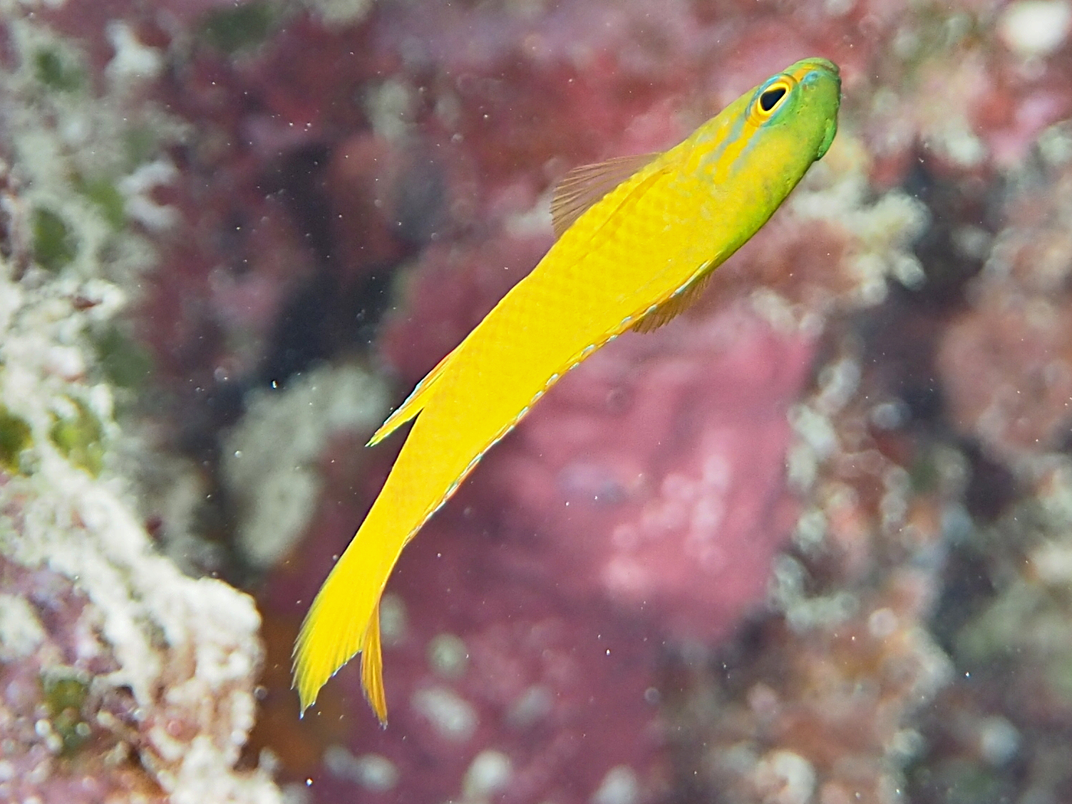 Yellow Devilfish - Assessor flavissimus - Great Barrier Reef, Australia