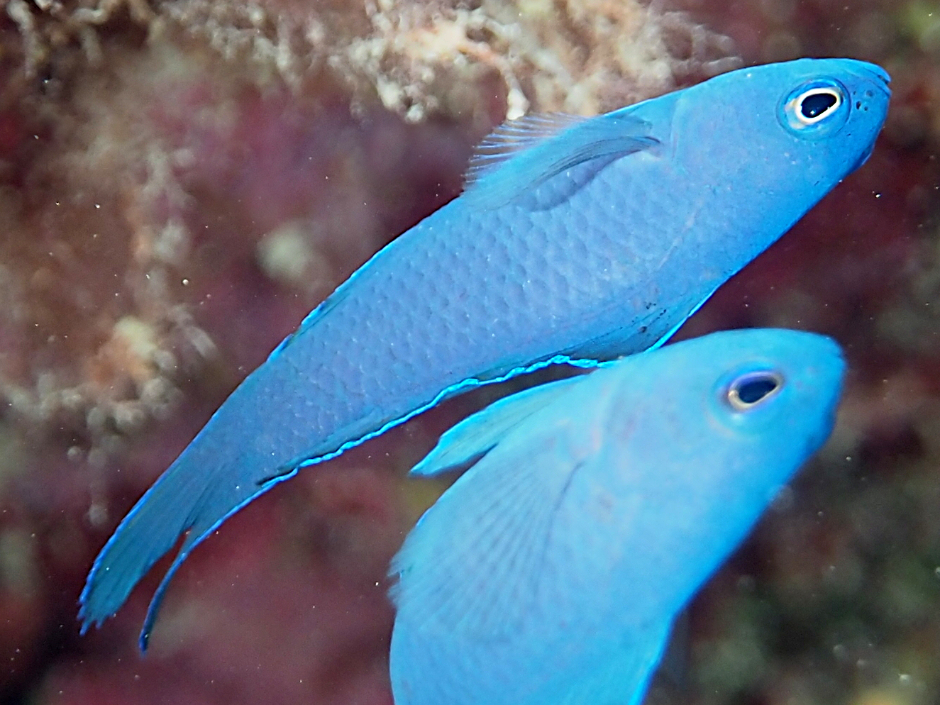 Blue Devilfish - Assessor macneilli