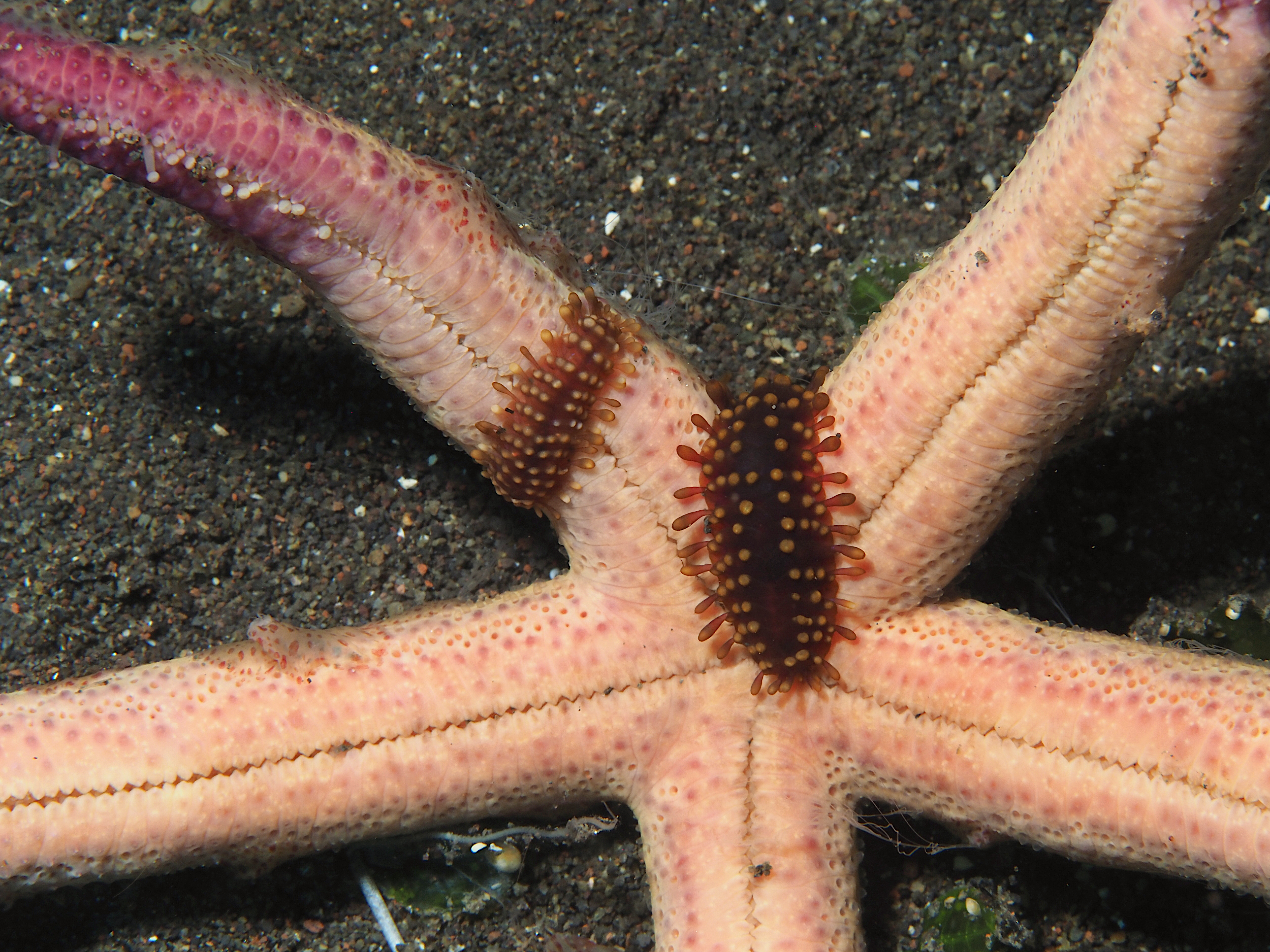Sea Star Scale Worm - Asterophilia carlae
