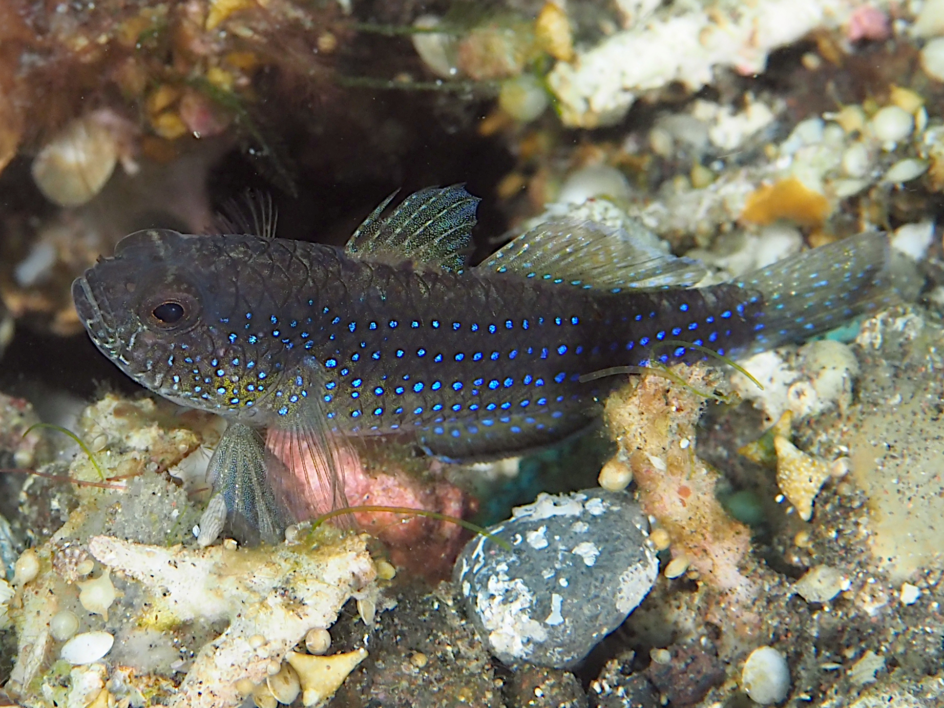 Starry Goby - Asterropteryx semipunctata - Bali, Indonesia