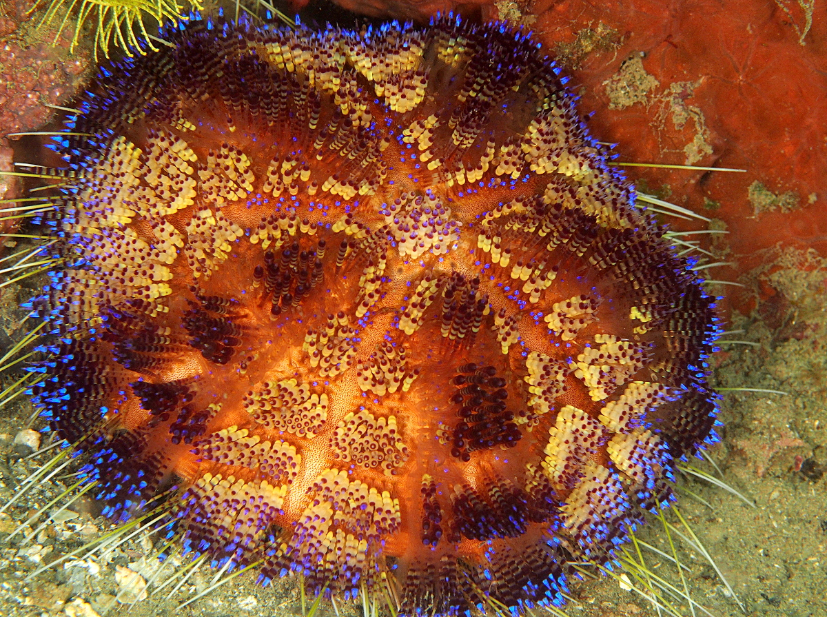 Variable Fire Urchin - Asthenosoma varium - Anilao, Philippines
