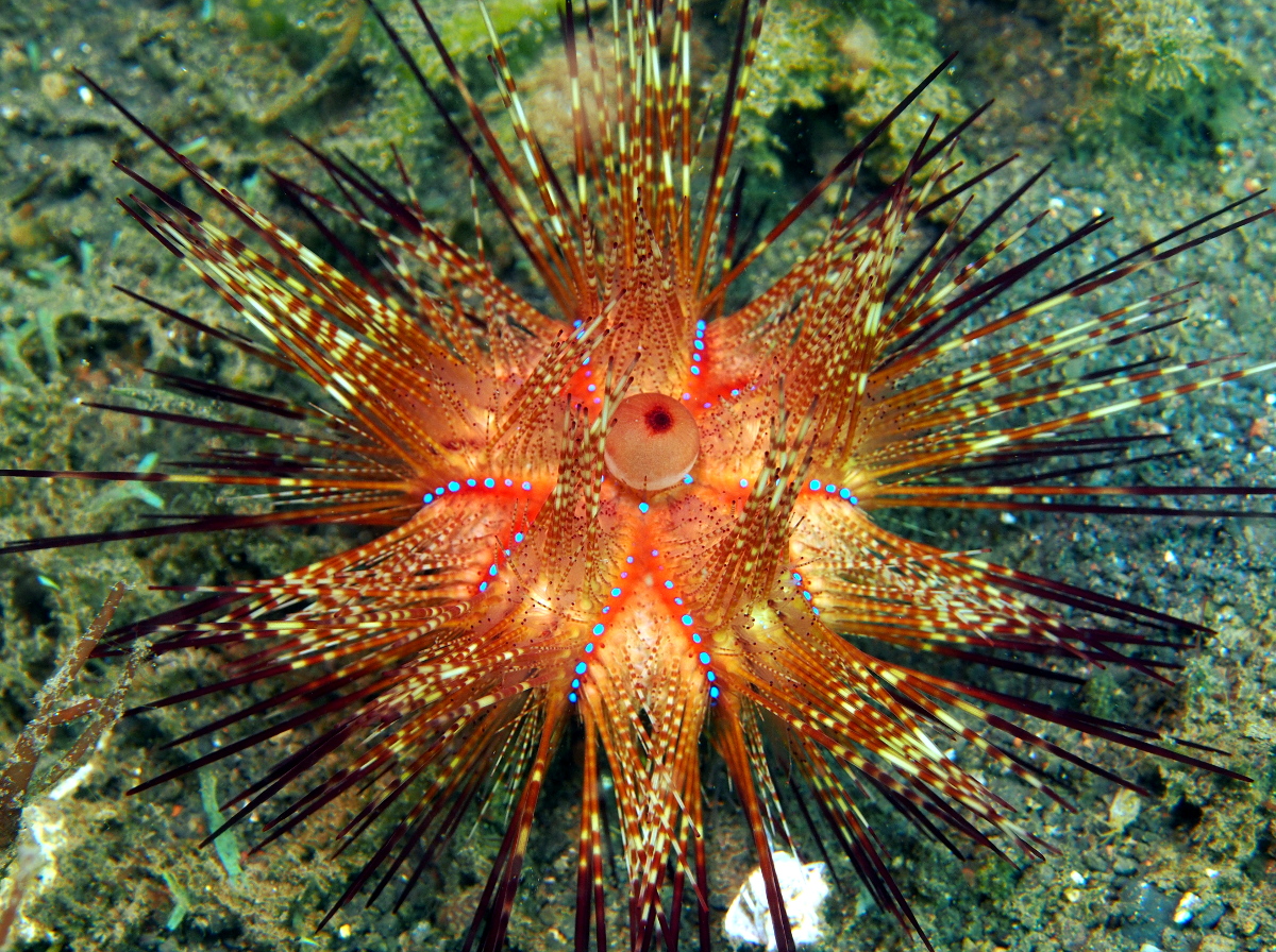 Radiant Sea Urchin - Astropyga radiata