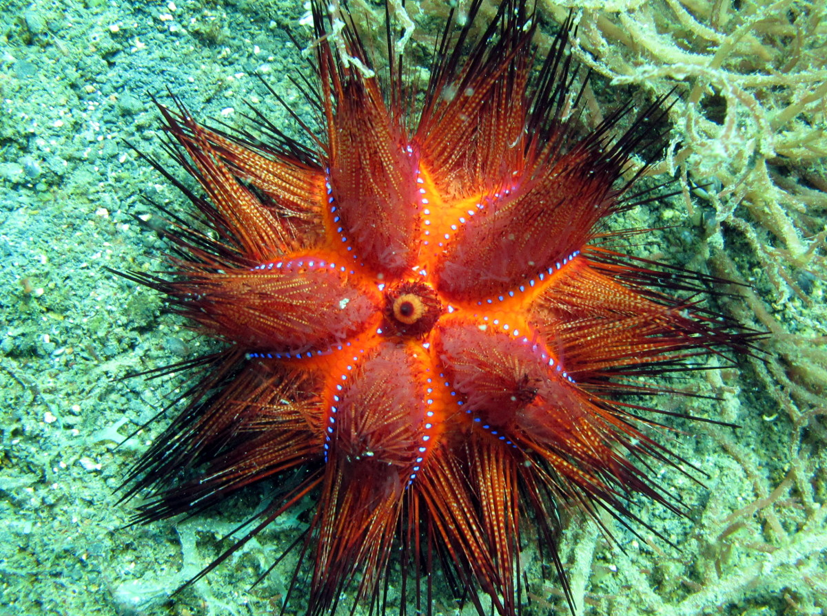 Radiant Sea Urchin - Astropyga radiata