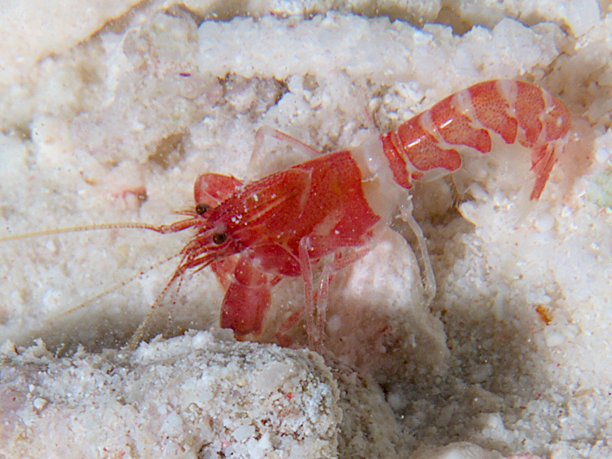 Serrated Lobster Shrimp - Axiopsis serratifrons