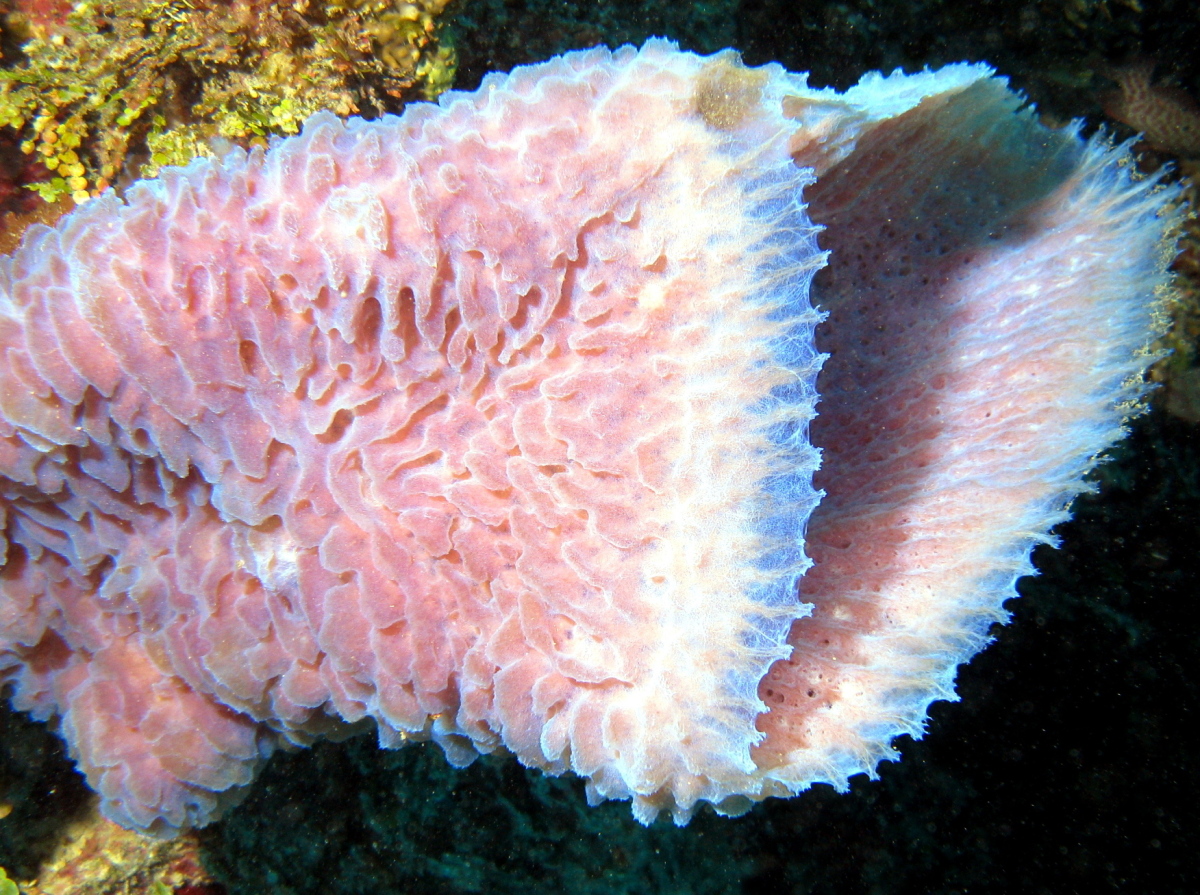 Azure Vase Sponge - Callyspongia plicifera