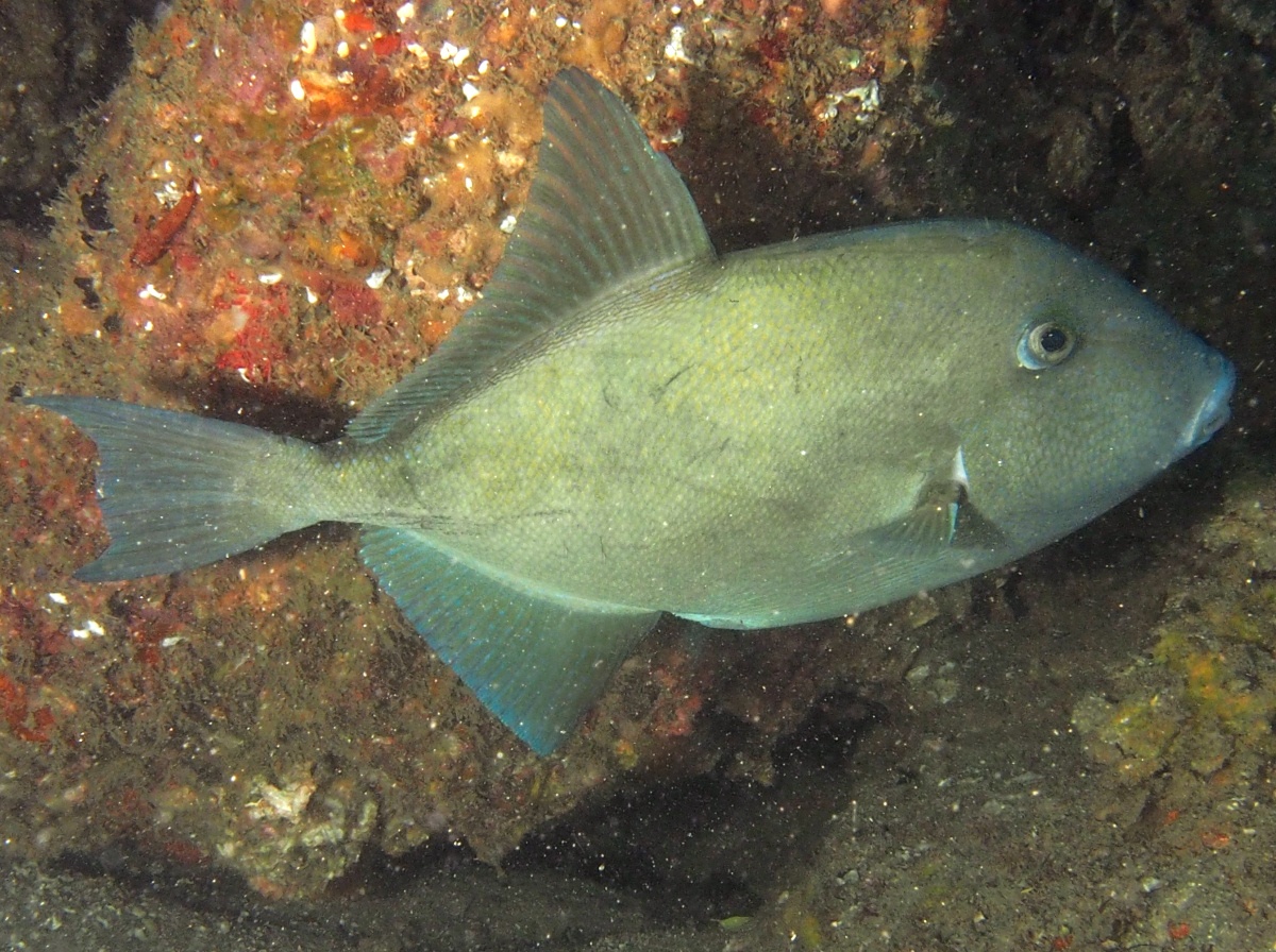 Finescale Triggerfish - Balistes polylepis