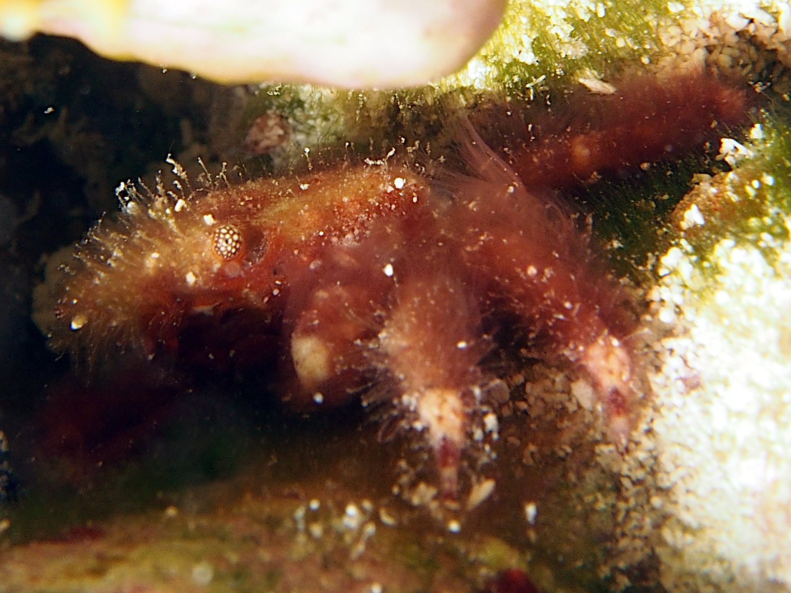 Banded Clinging Crab - Mithrax cinctimanus