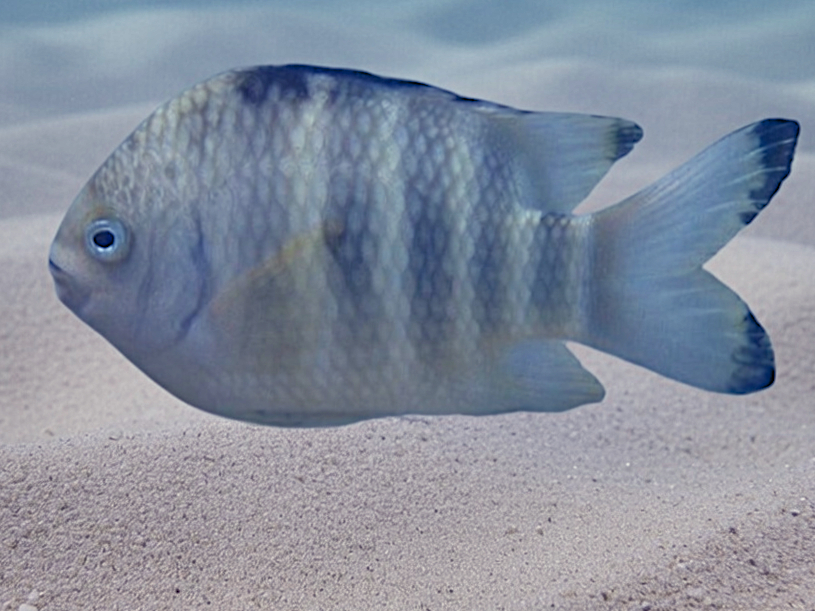 Banded Sergeant - Abudefduf septemfasciatus - Fakaraka, French Polynesia