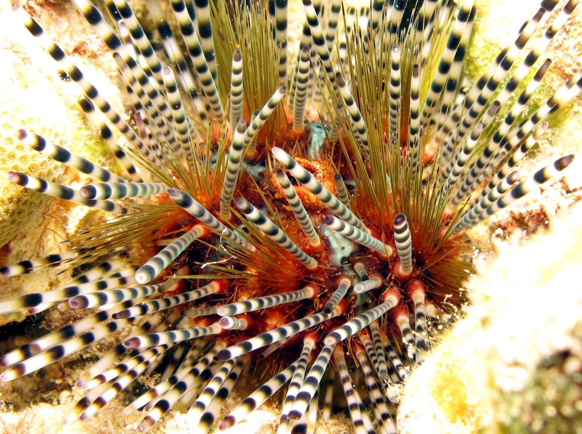 Banded Urchin - Echinothrix calamaris