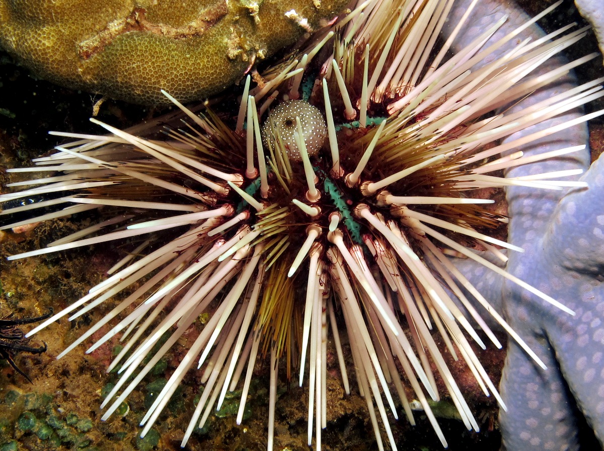 Banded Urchin - Echinothrix calamaris
