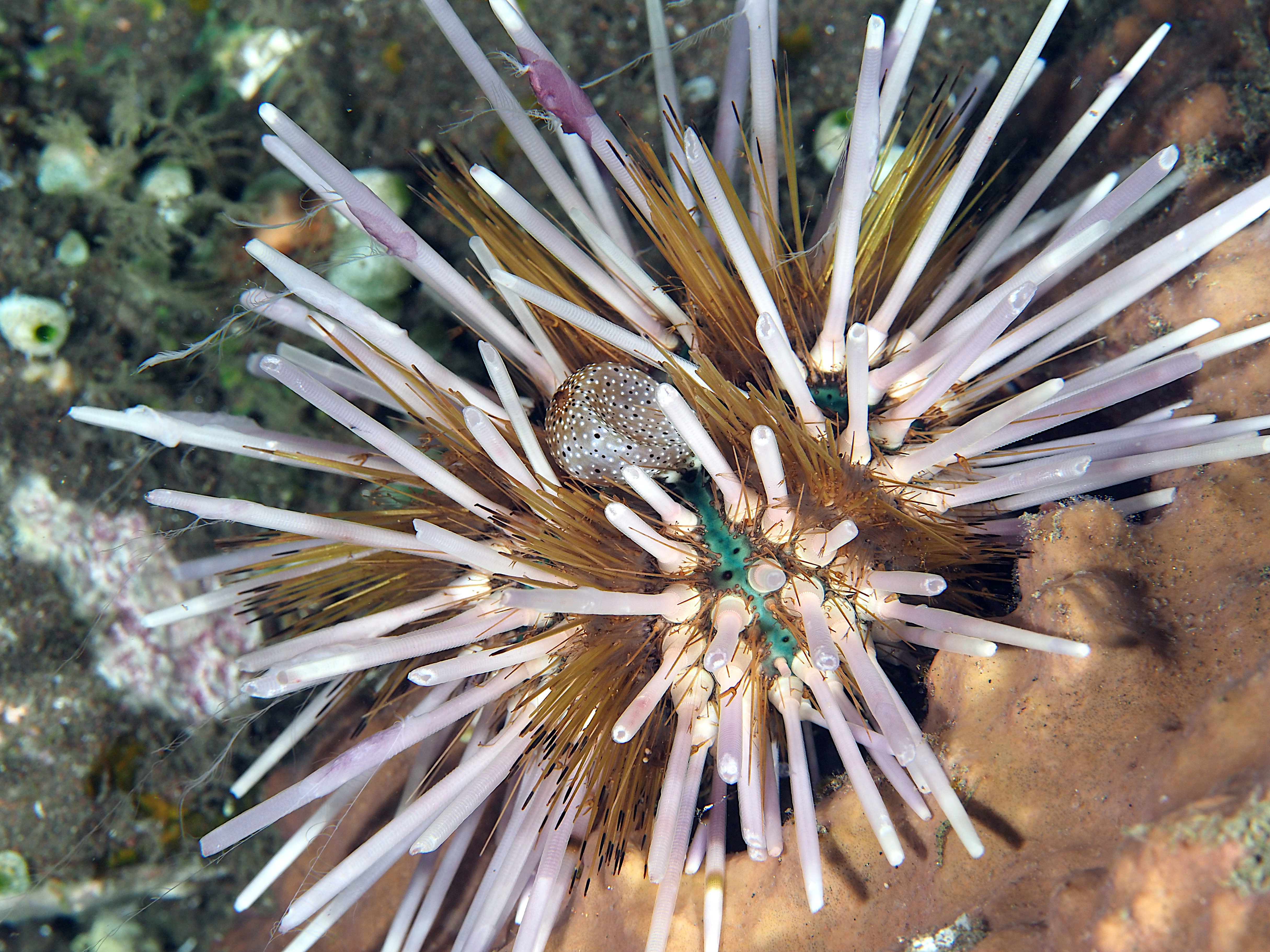 Banded Urchin - Echinothrix calamaris