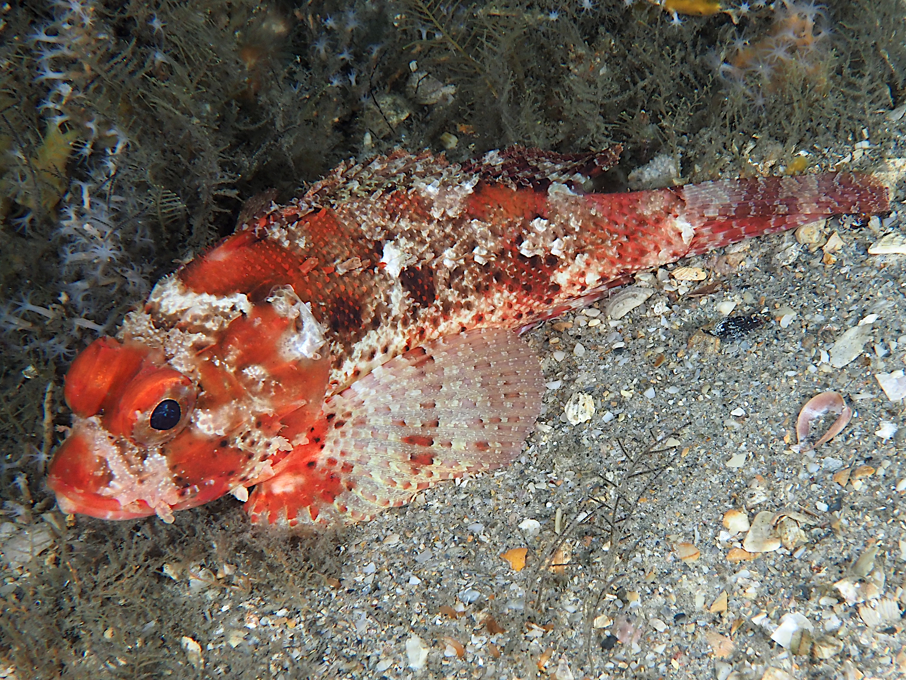 Barbfish - Scorpaena brasiliensis