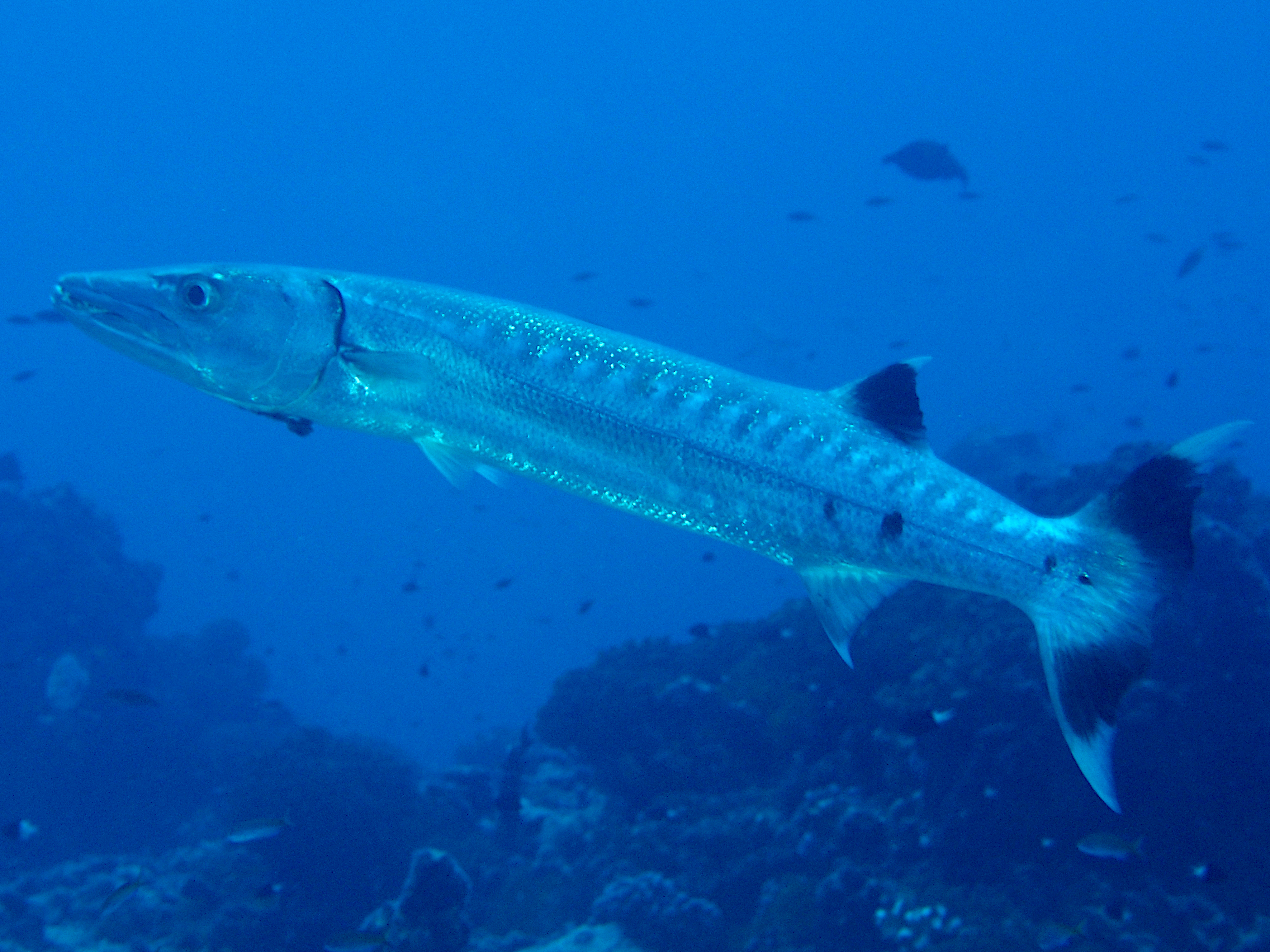 Great Barracuda - Sphyraena barracuda