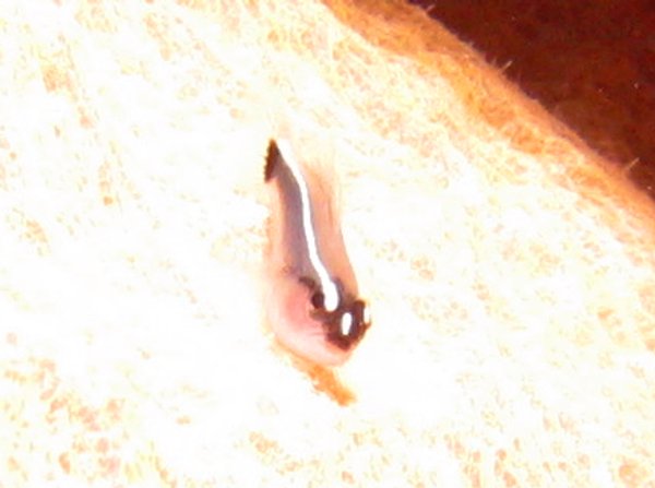 Barsnout Goby - Elacatinus illecebrosus
