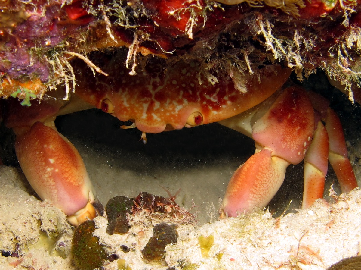 Batwing Coral Crab - Carpilius corallinus