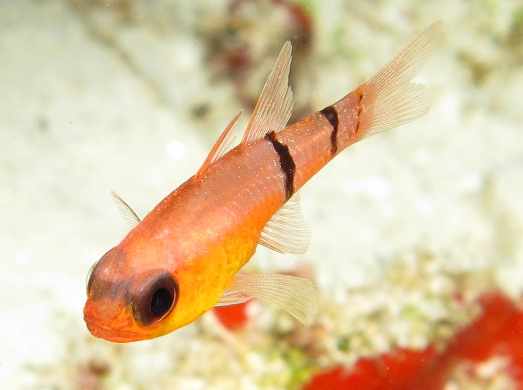 Belted Cardinalfish - Apogon townsendi