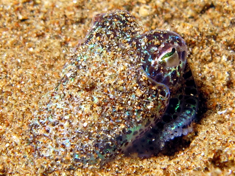 Berry's Bobtail Squid - Euprymna berryi
