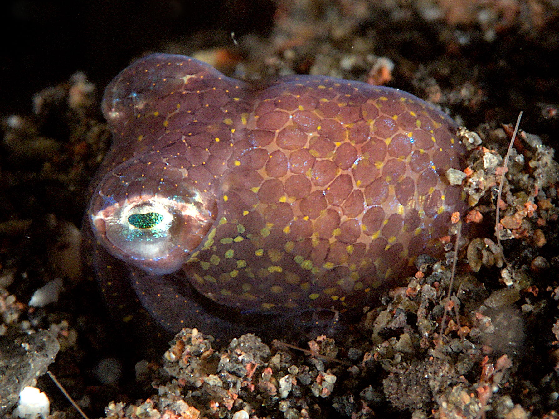 Berry's Bobtail Squid - Euprymna berryi