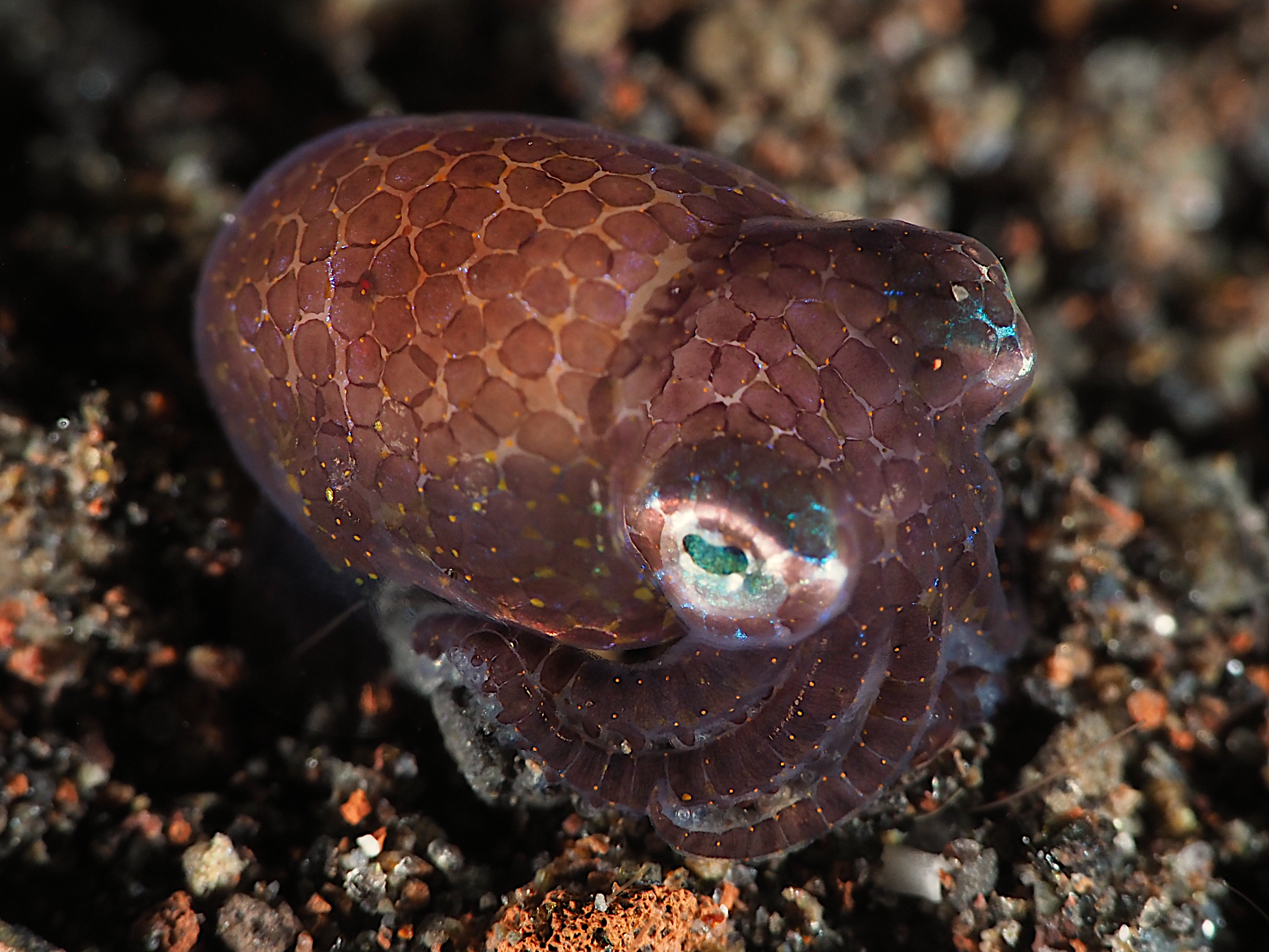 Berry's Bobtail Squid - Euprymna berryi