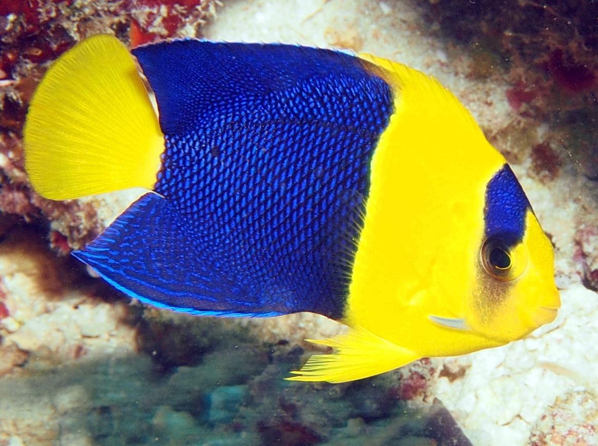 Bicolor Angelfish - Centropyge bicolor