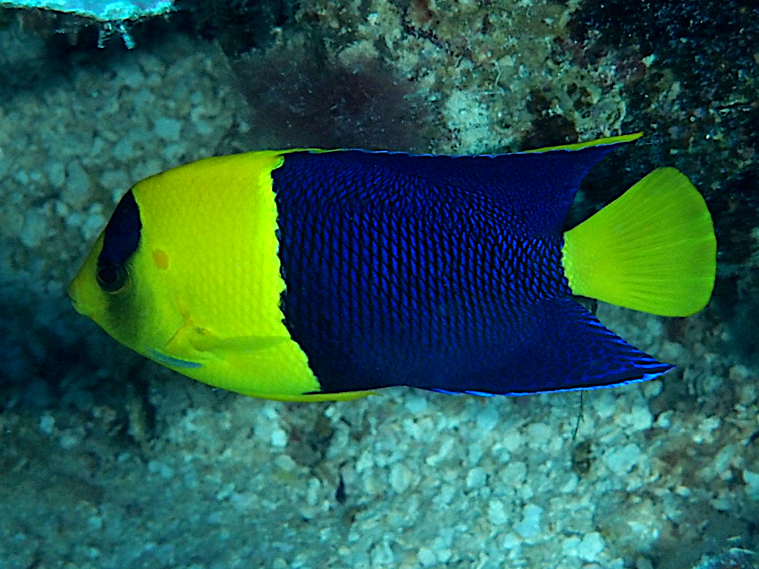 Bicolor Angelfish - Centropyge bicolor