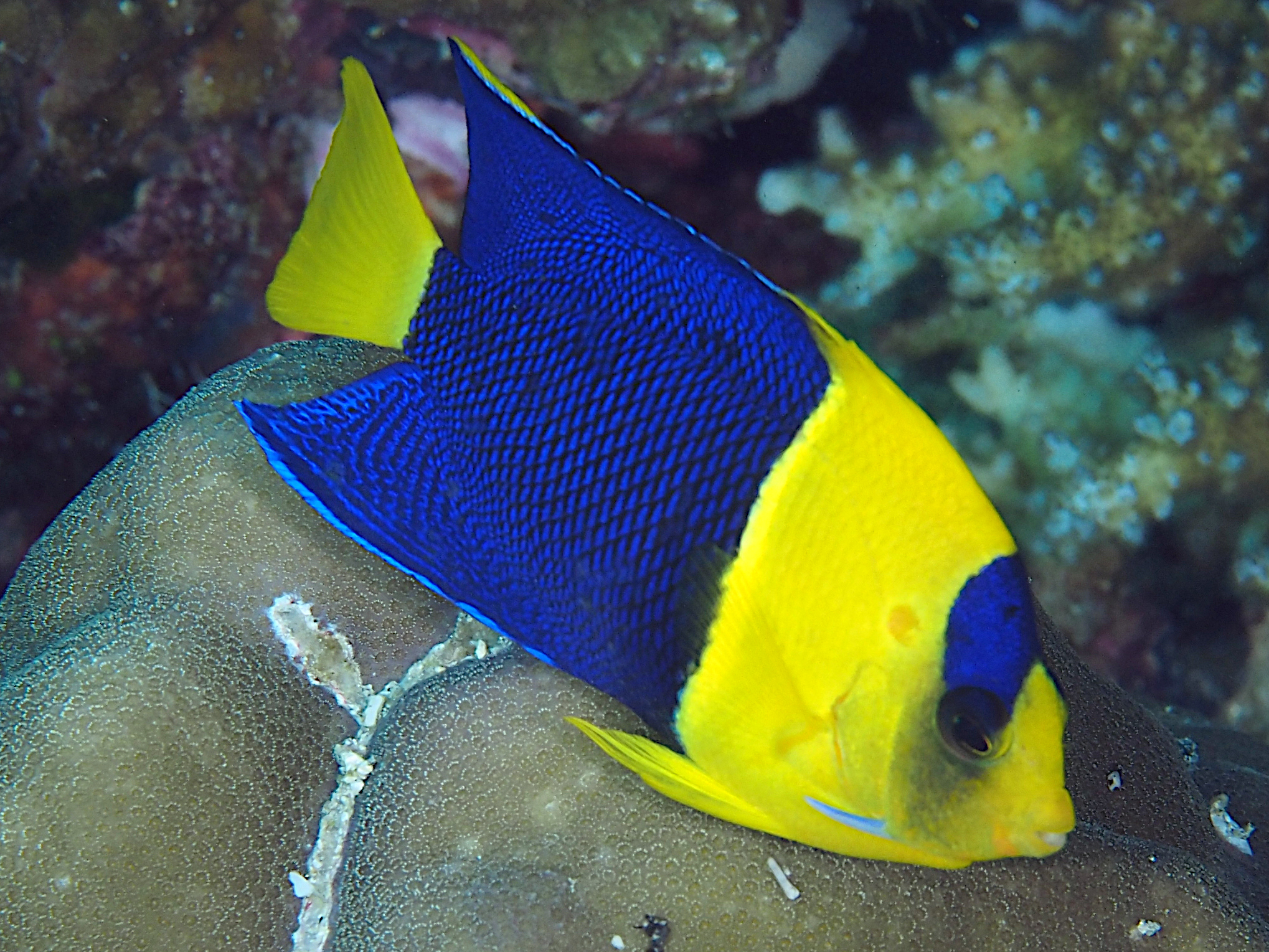 Bicolor Angelfish - Centropyge bicolor