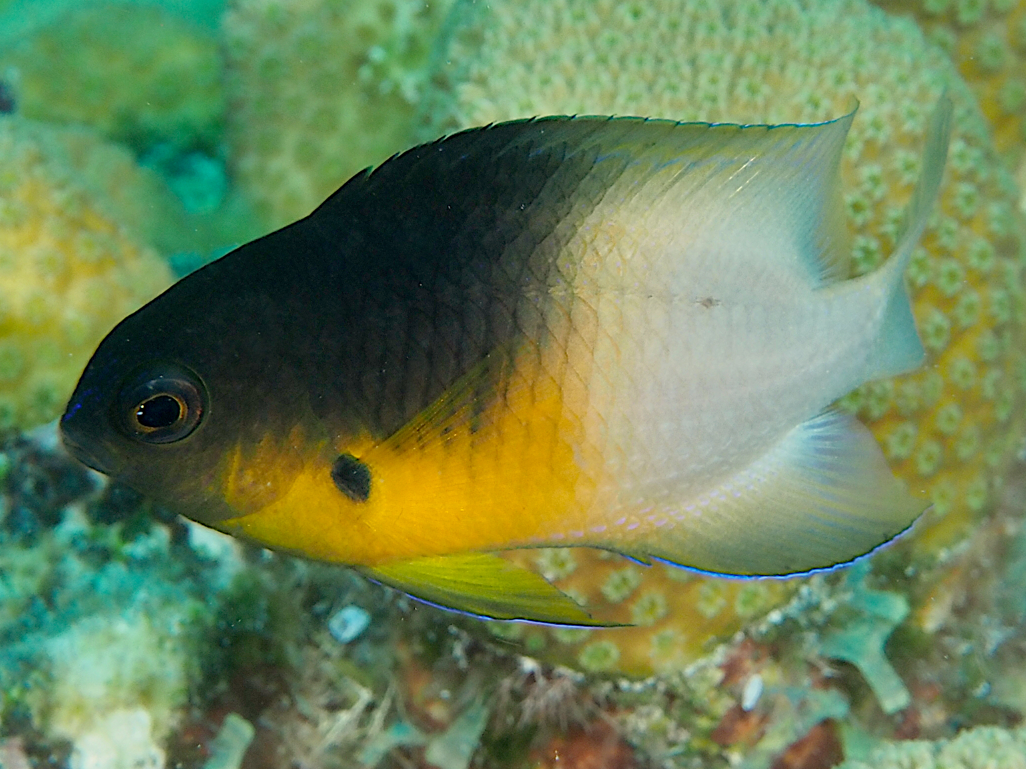 Bicolor Damselfish - Stegastes partitus