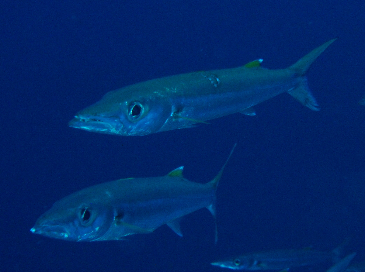 Bigeye Barracuda - Sphyraena forsteri