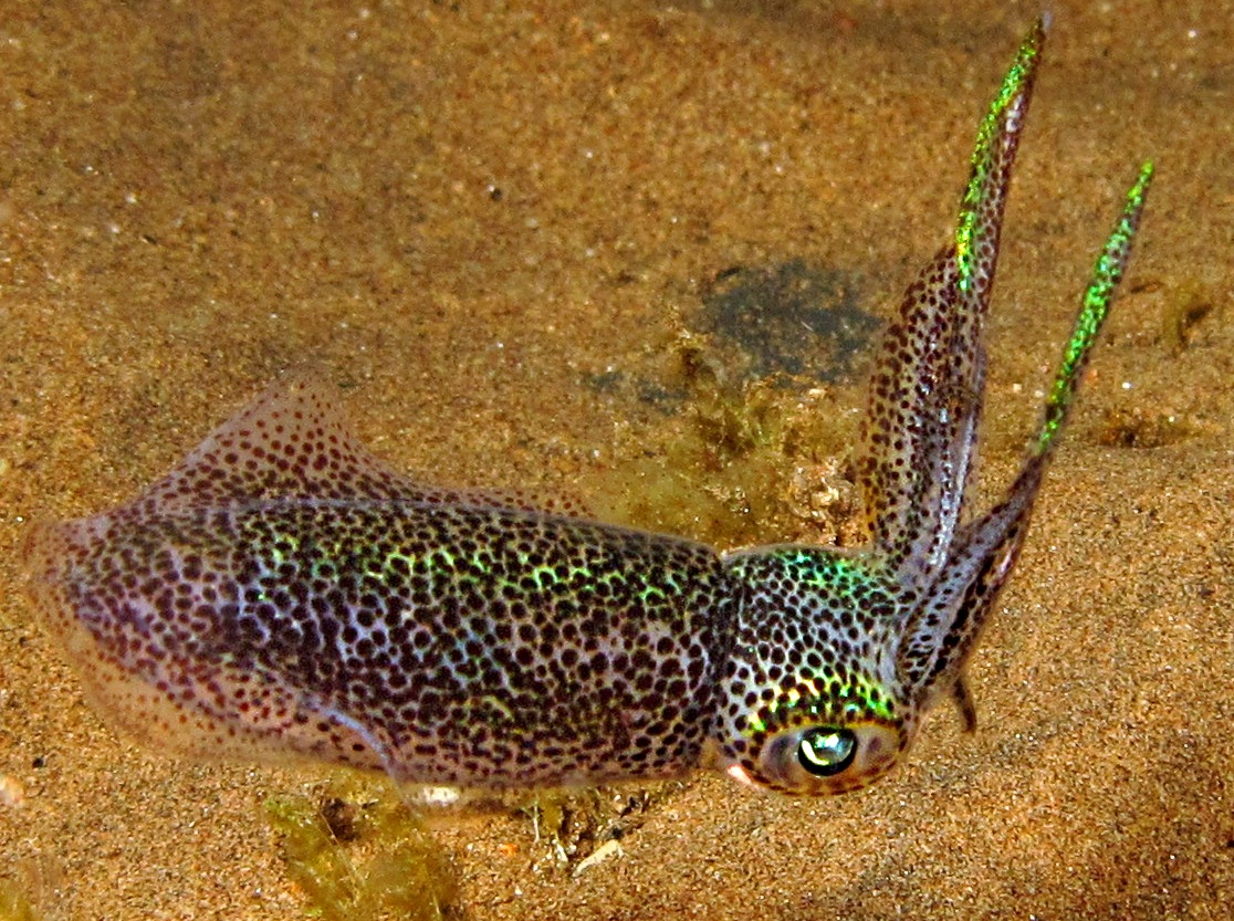 Bigfin Reef Squid - Sepioteuthis lessoniana