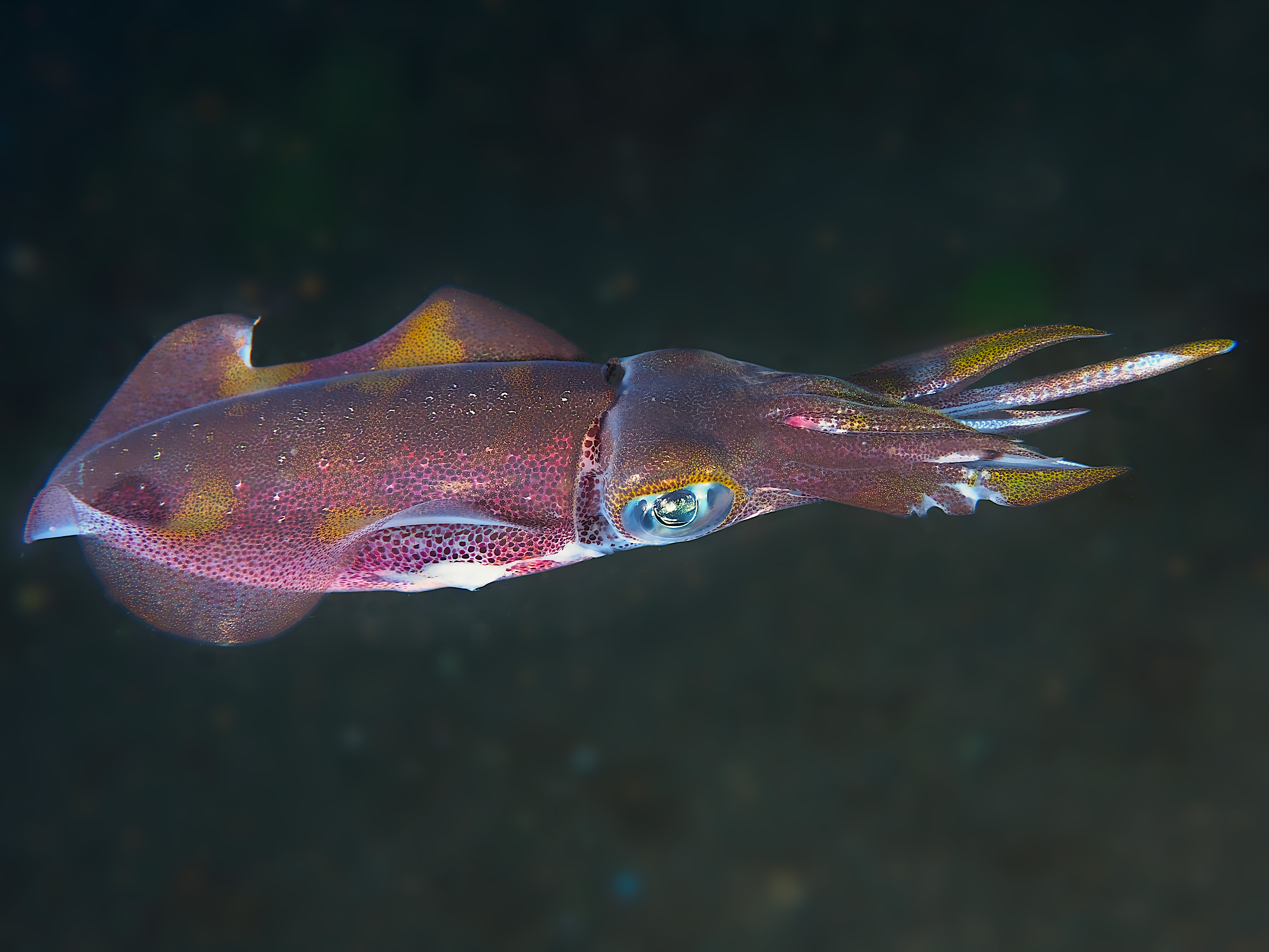Bigfin Reef Squid - Sepioteuthis lessoniana