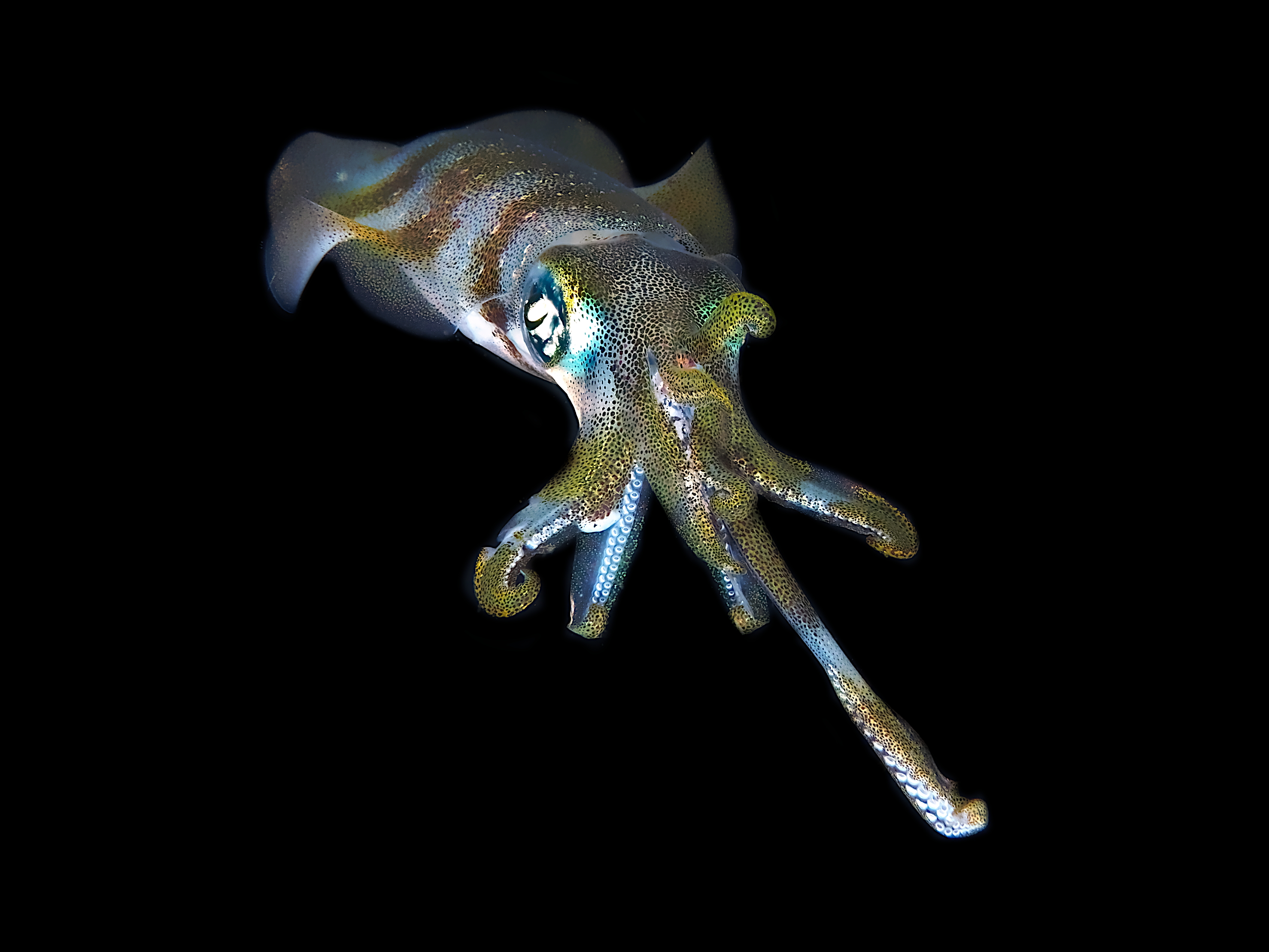 Bigfin Reef Squid - Sepioteuthis lessoniana