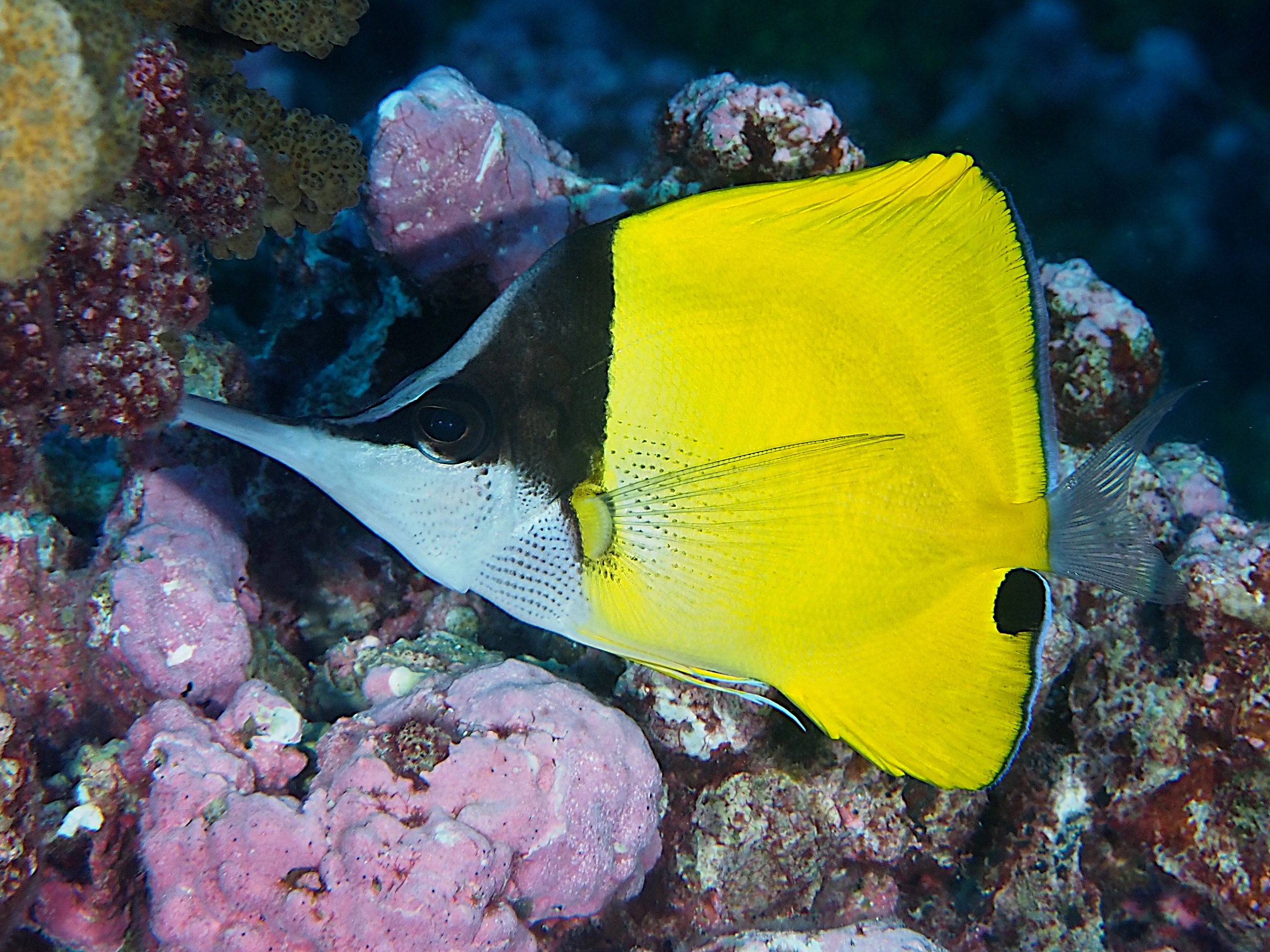 Big Longnose Butterflyfish - Forcipiger longirostris