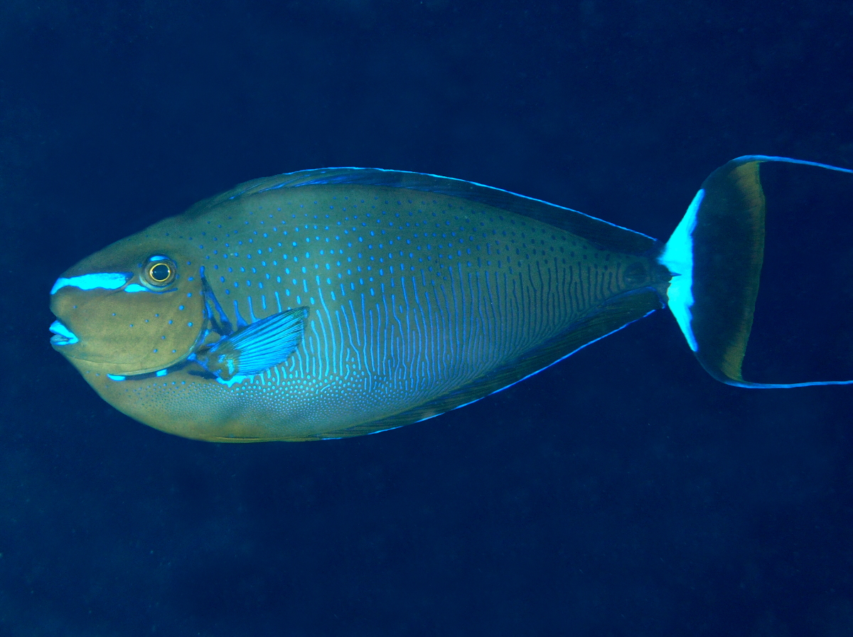 Bignose Unicornfish - Naso vlamingii