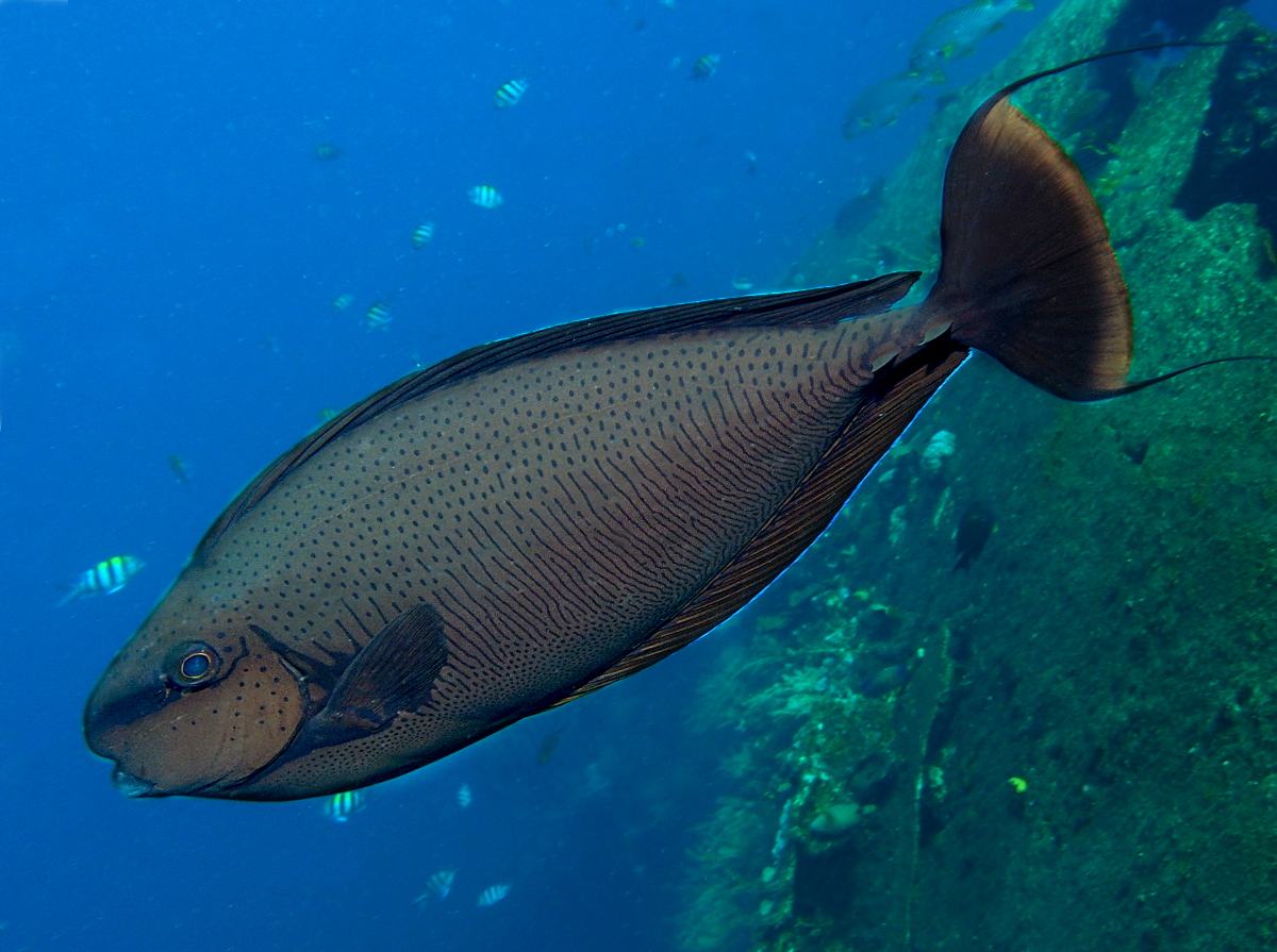 Bignose Unicornfish - Naso vlamingii